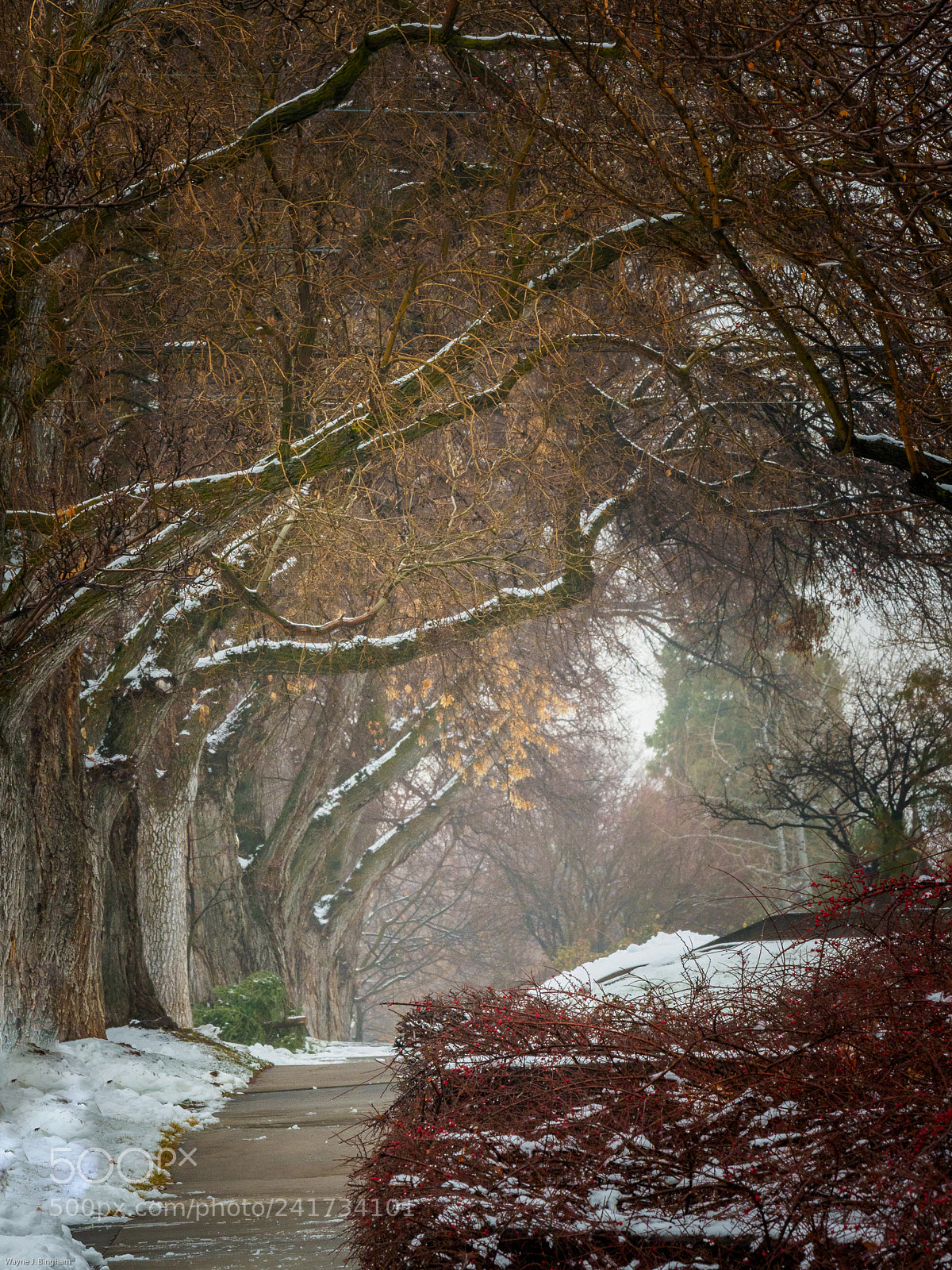 Olympus OM-D E-M1 Mark II sample photo. Fog after snow photography