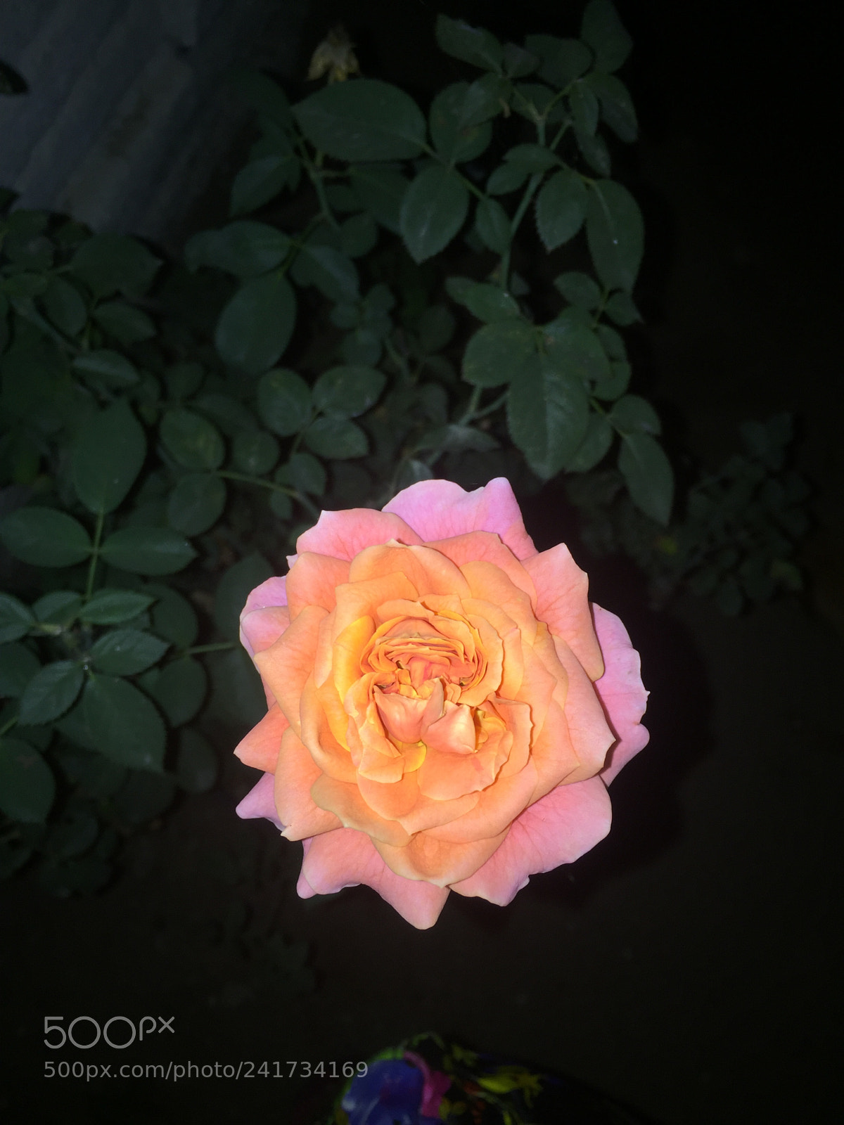 Apple iPhone 6 Plus sample photo. Untitled photography