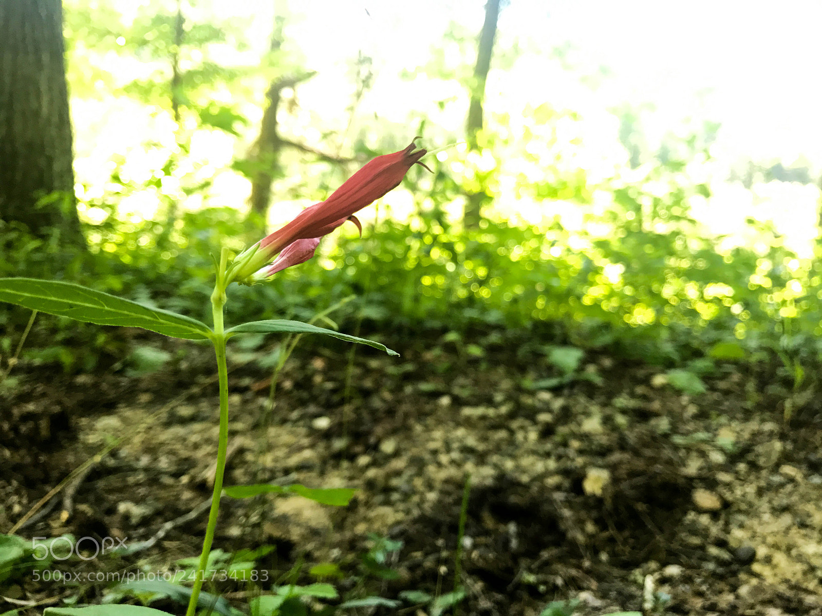 Apple iPhone 7 sample photo. Nancylake flower photography