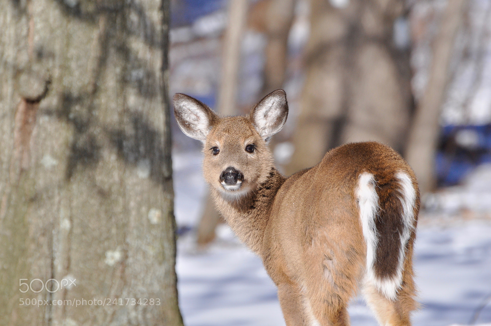 Nikon D5000 sample photo. Bambi2 photography