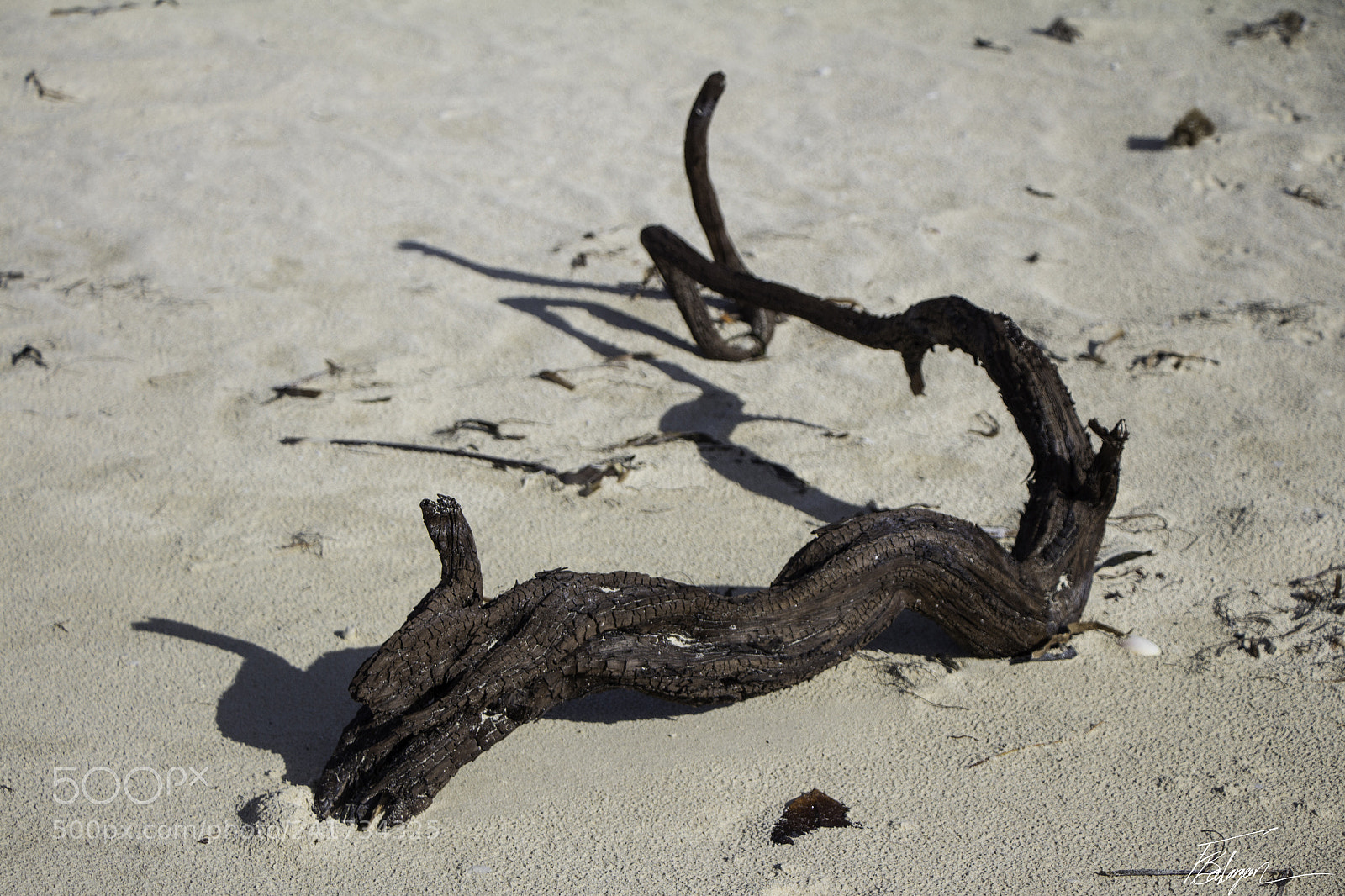 Canon EOS 650D (EOS Rebel T4i / EOS Kiss X6i) sample photo. Twisted wood photography