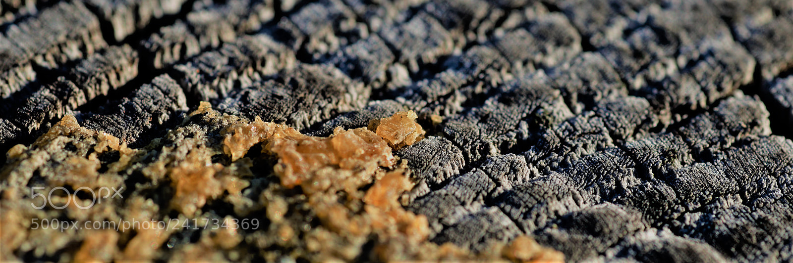 Nikon D5000 sample photo. Tree sapp photography