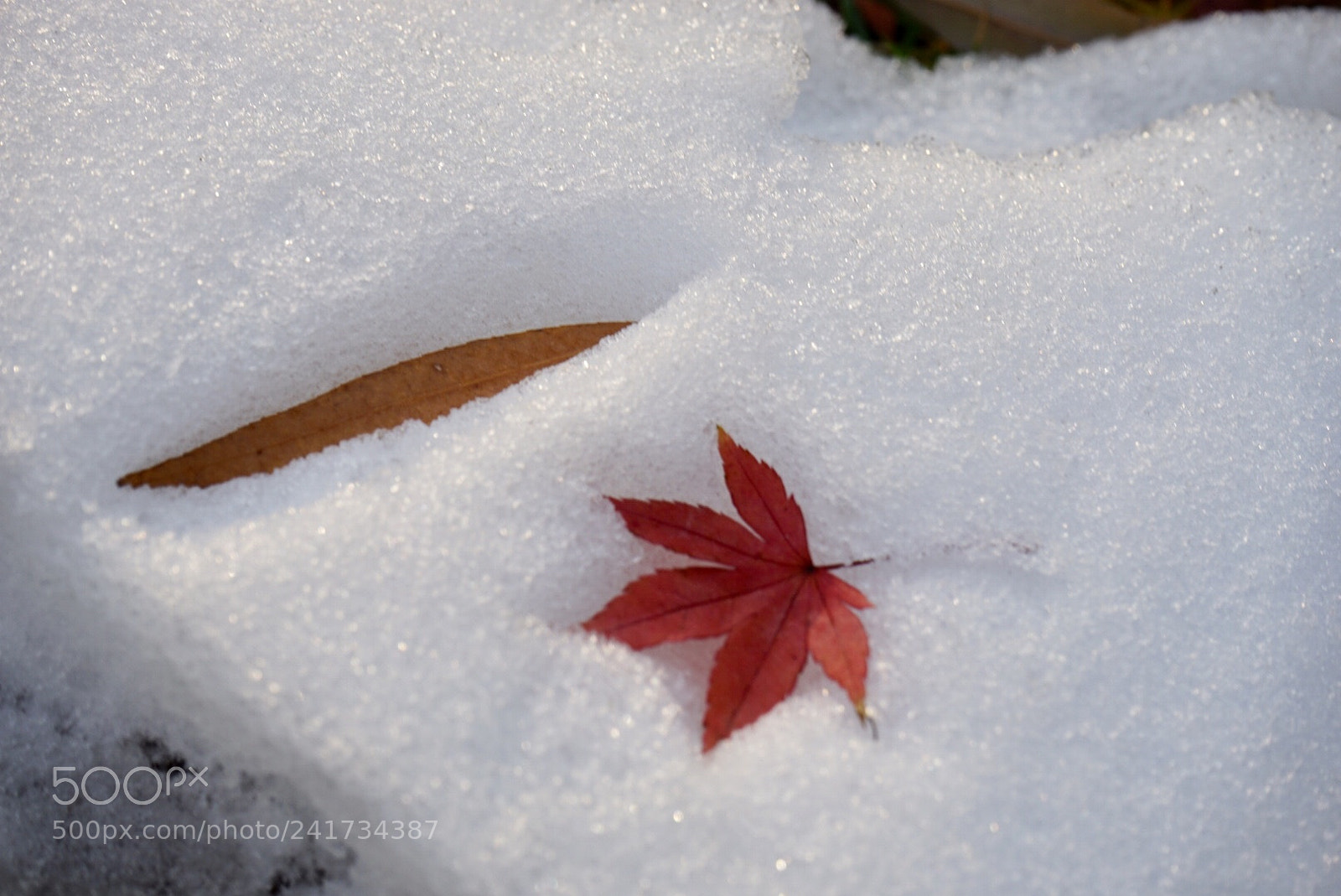 Sony a7 sample photo. 雪 photography