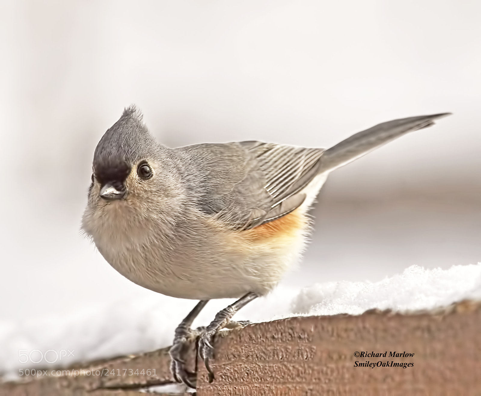 Nikon D5000 sample photo. Tufted titmouse photography