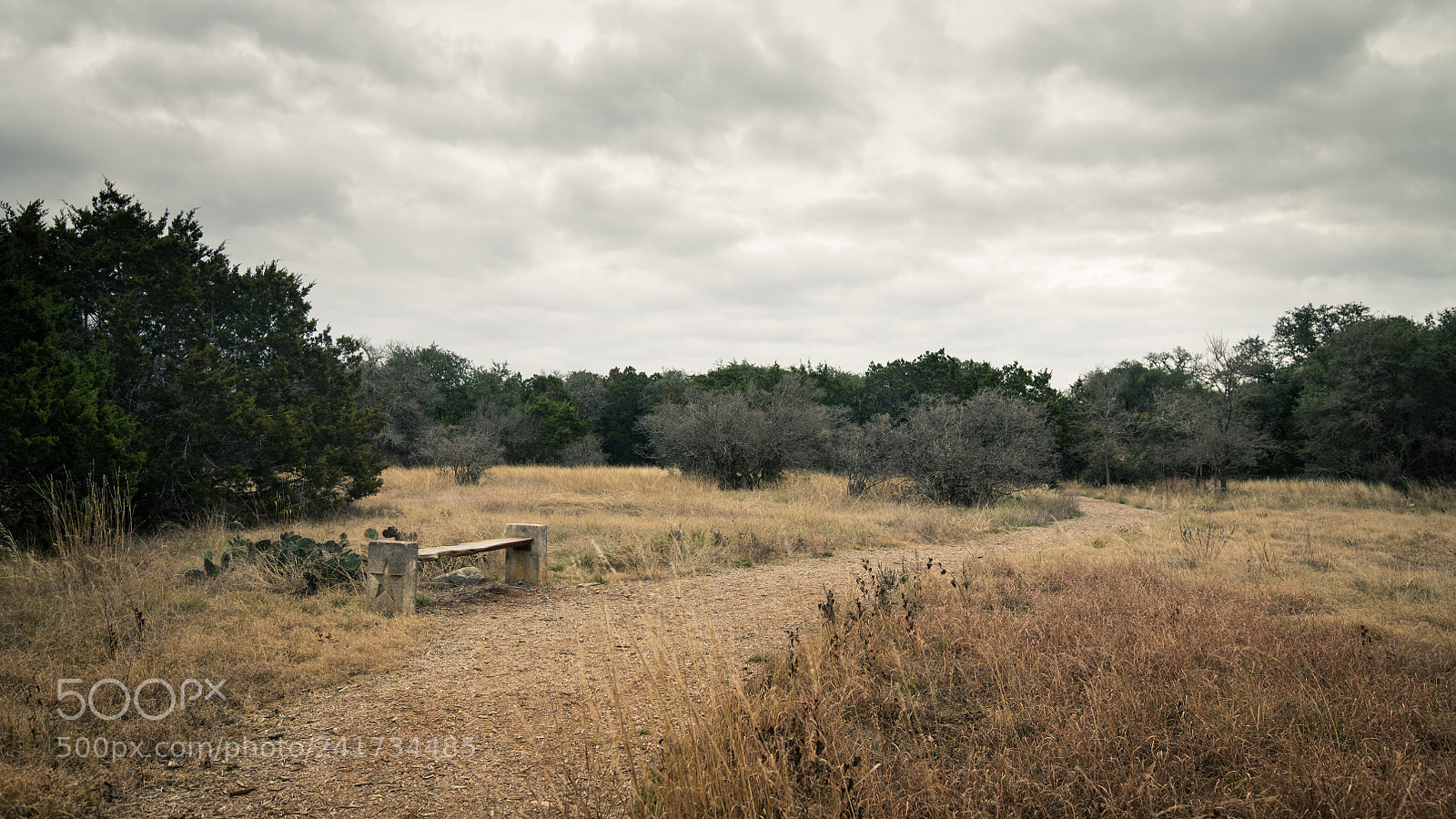 Nikon D850 sample photo. Lady bird johnson wildflower photography