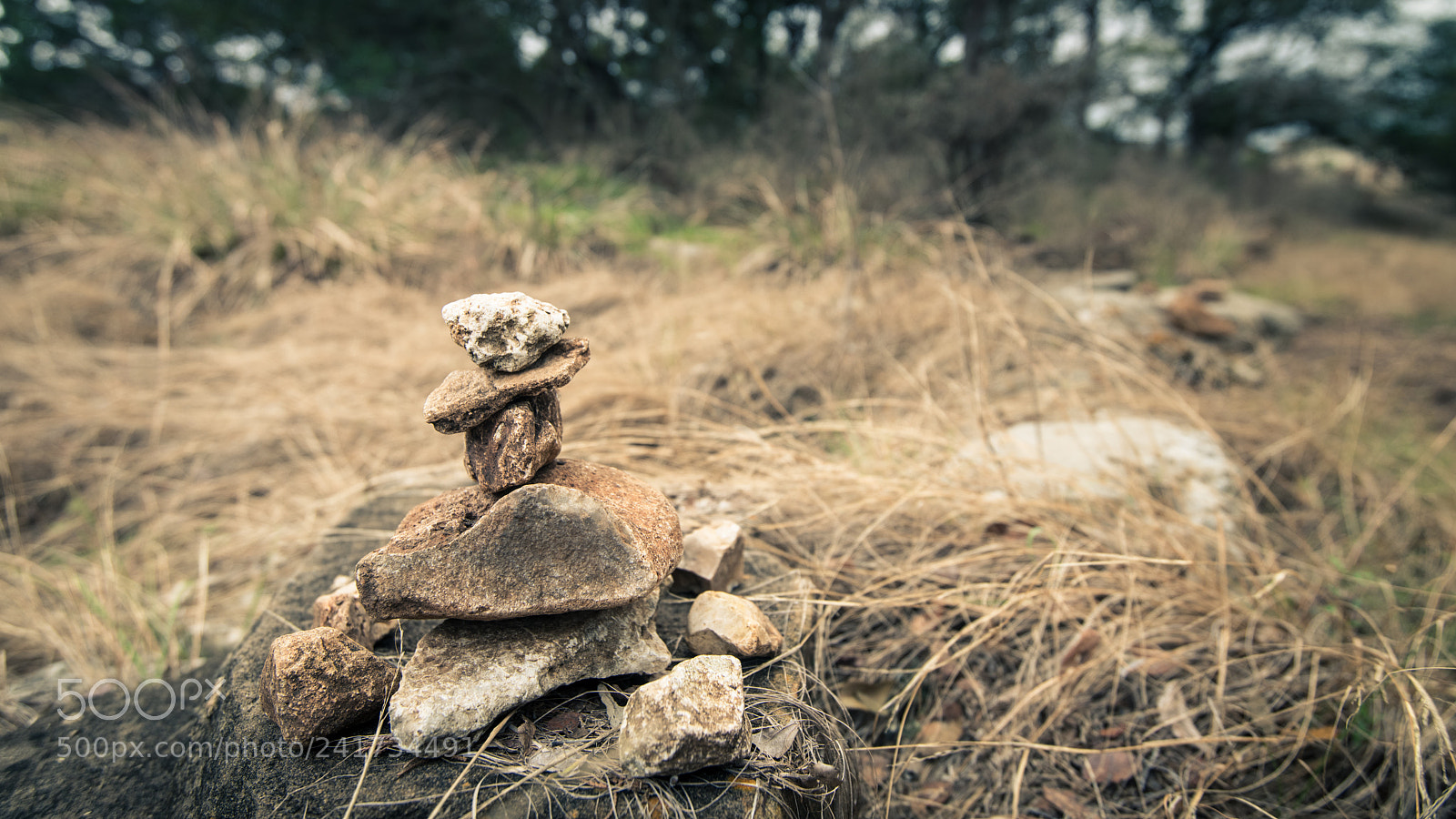 Nikon D850 sample photo. Lady bird johnson wildflower photography