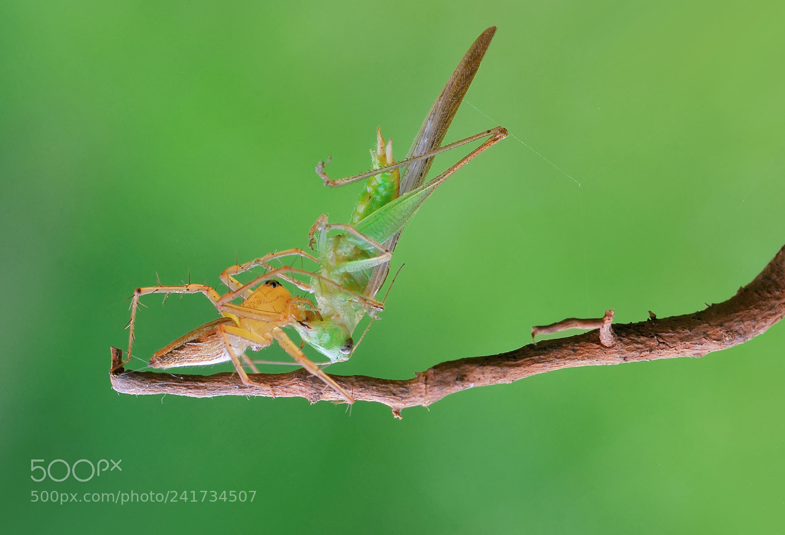 Nikon D60 sample photo. Big meal,spider, photography