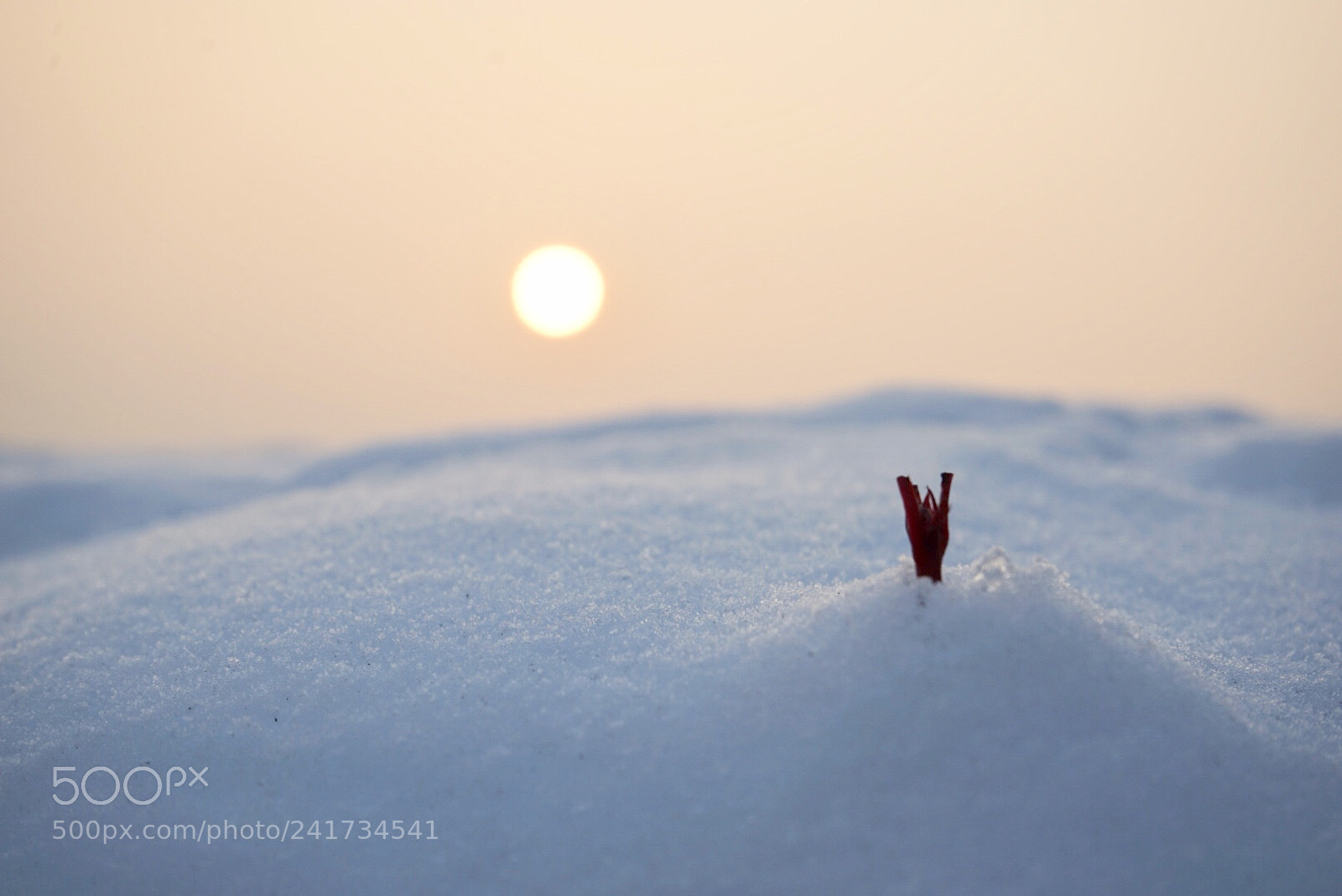 Sony a7 sample photo. 雪 photography