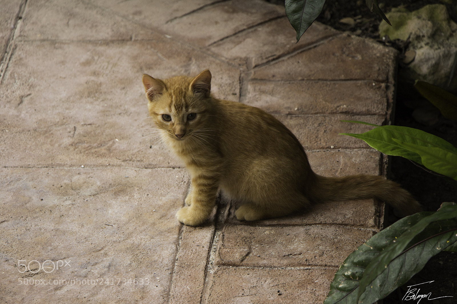 Canon EOS 650D (EOS Rebel T4i / EOS Kiss X6i) sample photo. El gato photography