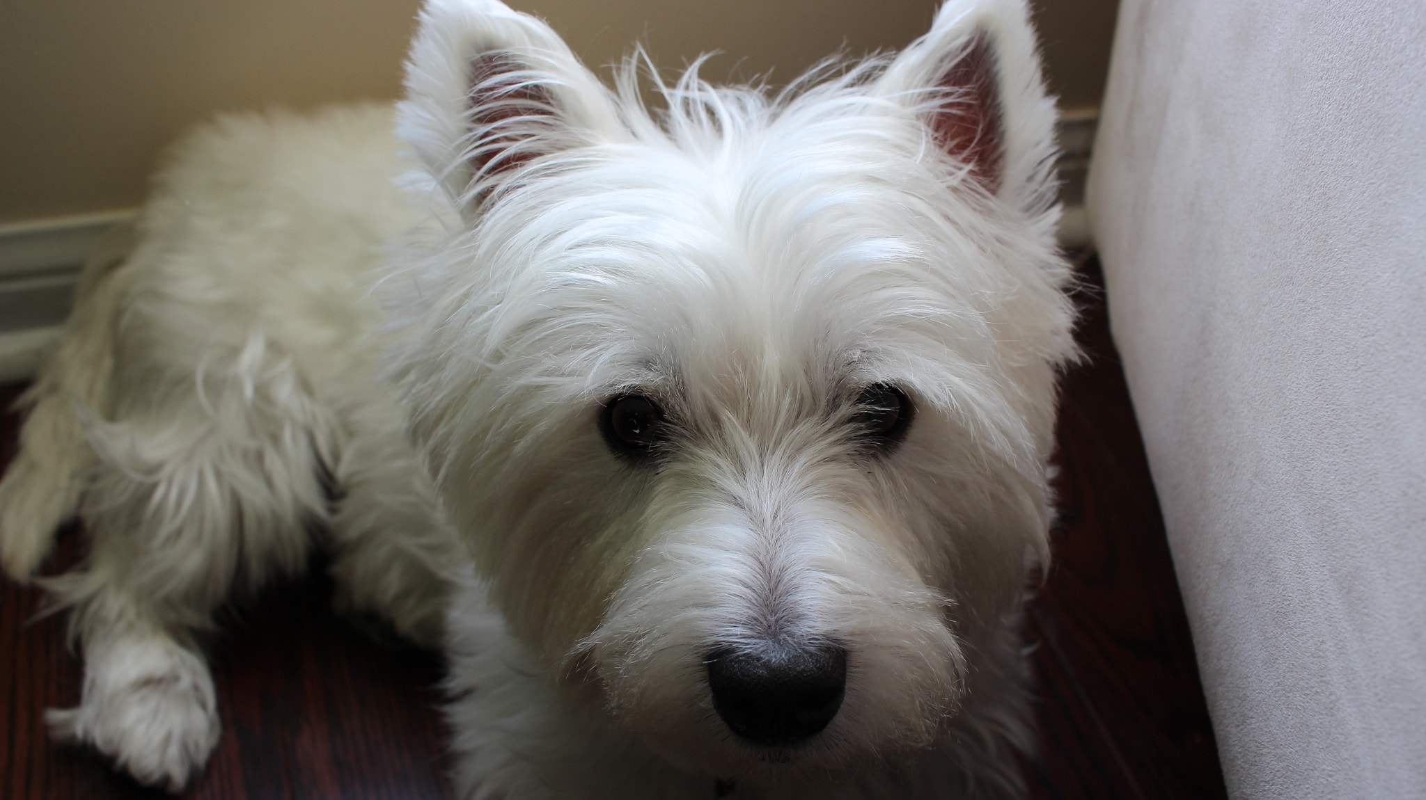 Canon EF-S 24mm F2.8 STM sample photo. Ollie the westie photography