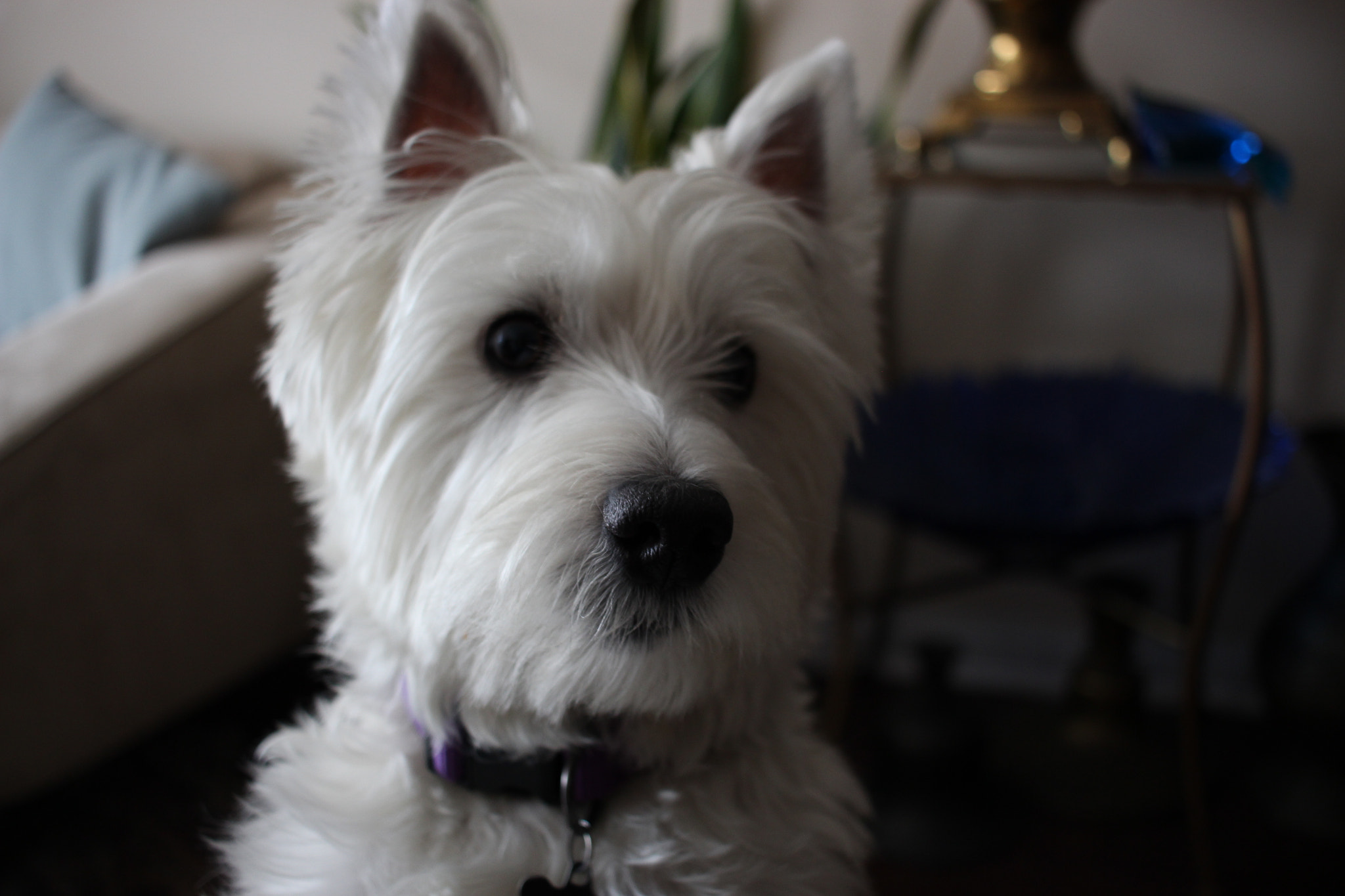 Canon EF-S 24mm F2.8 STM sample photo. Ollie the westie photography