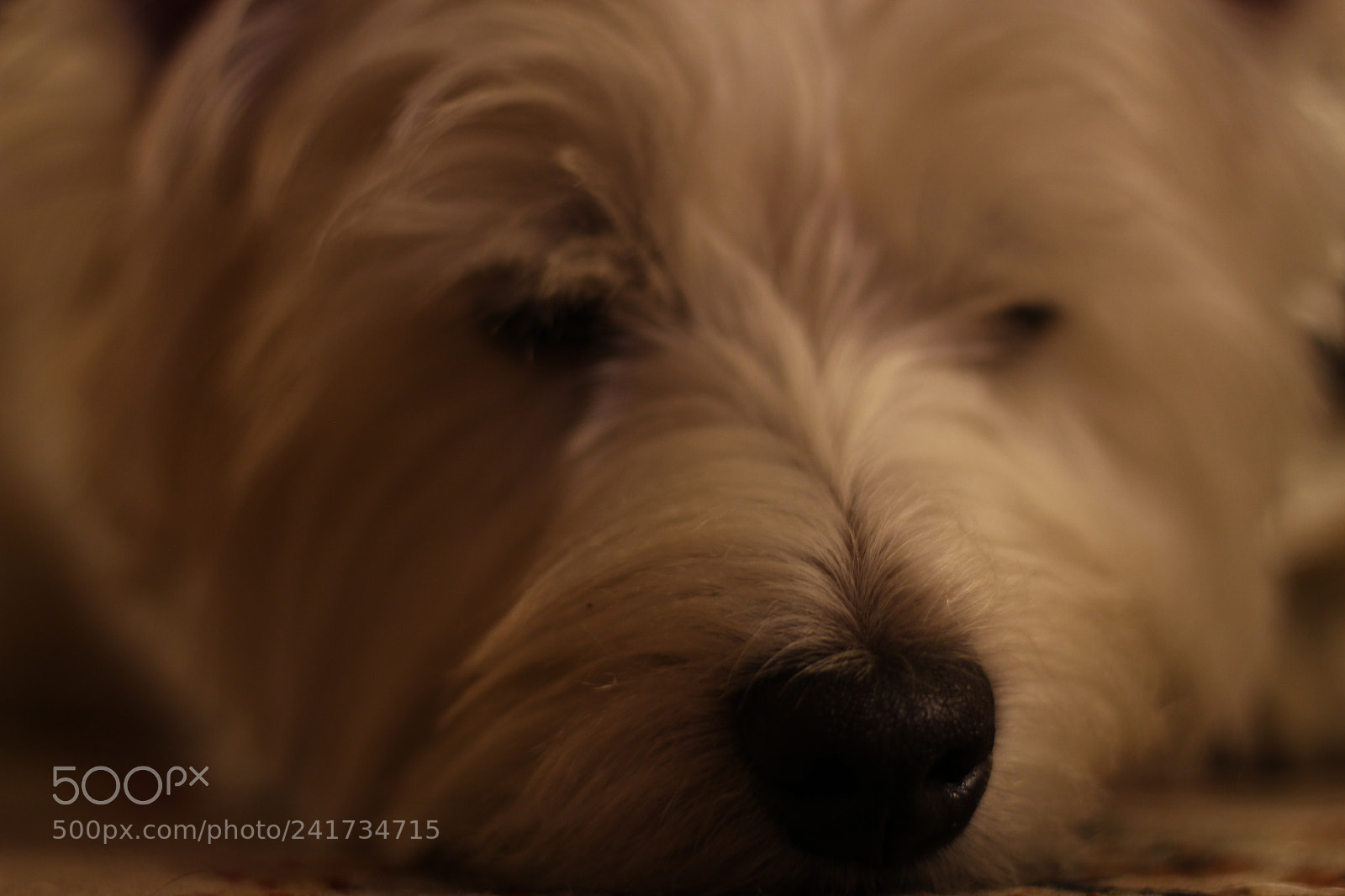 Canon EOS 700D (EOS Rebel T5i / EOS Kiss X7i) sample photo. Ollie the westie photography