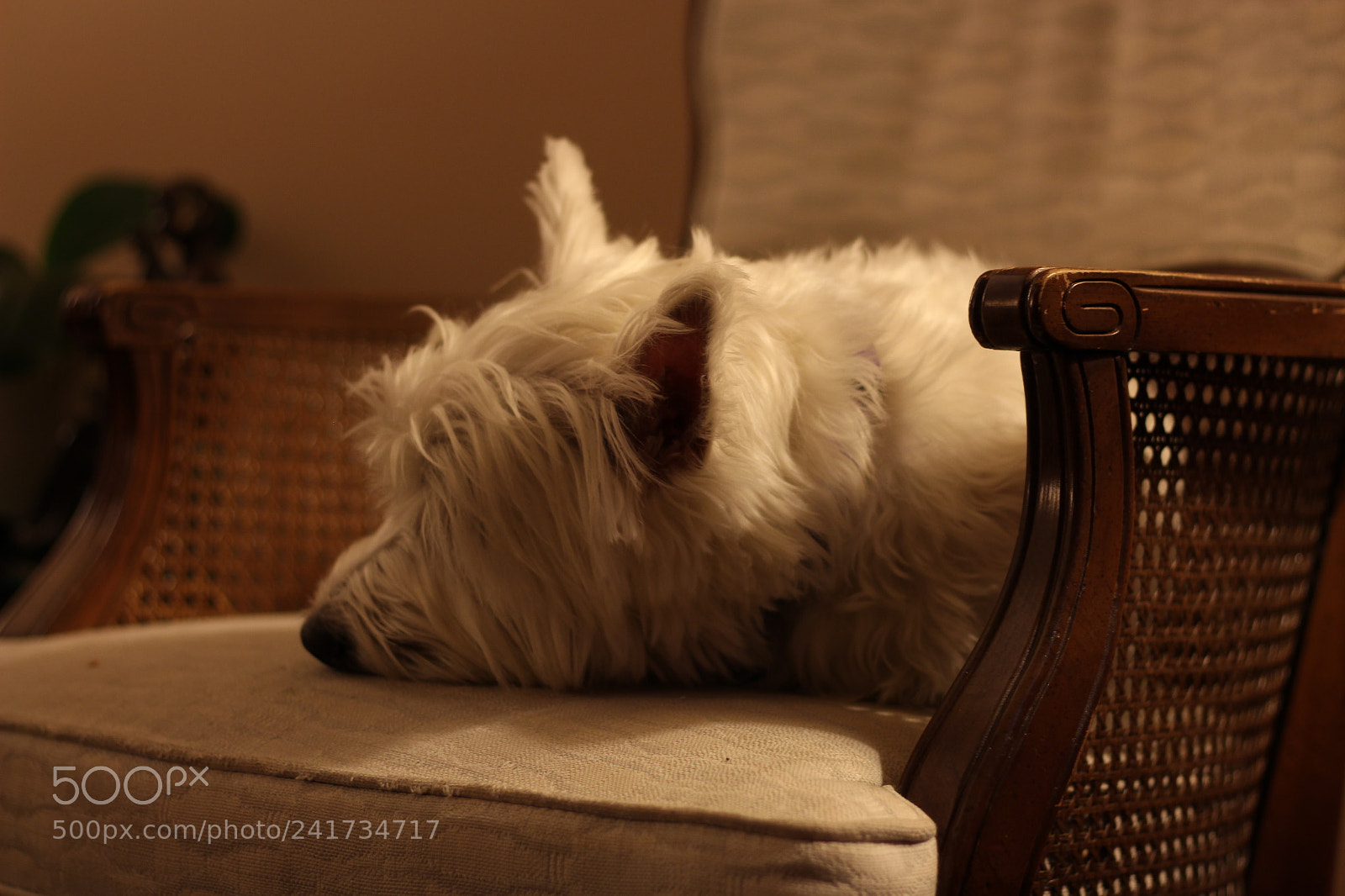 Canon EOS 700D (EOS Rebel T5i / EOS Kiss X7i) sample photo. Ollie the westie photography