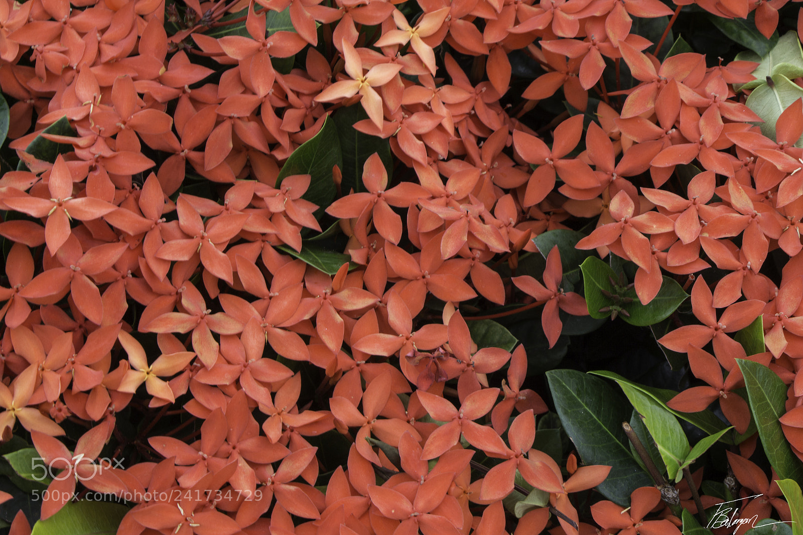 Canon EOS 650D (EOS Rebel T4i / EOS Kiss X6i) sample photo. Flowers, lot of them ! photography