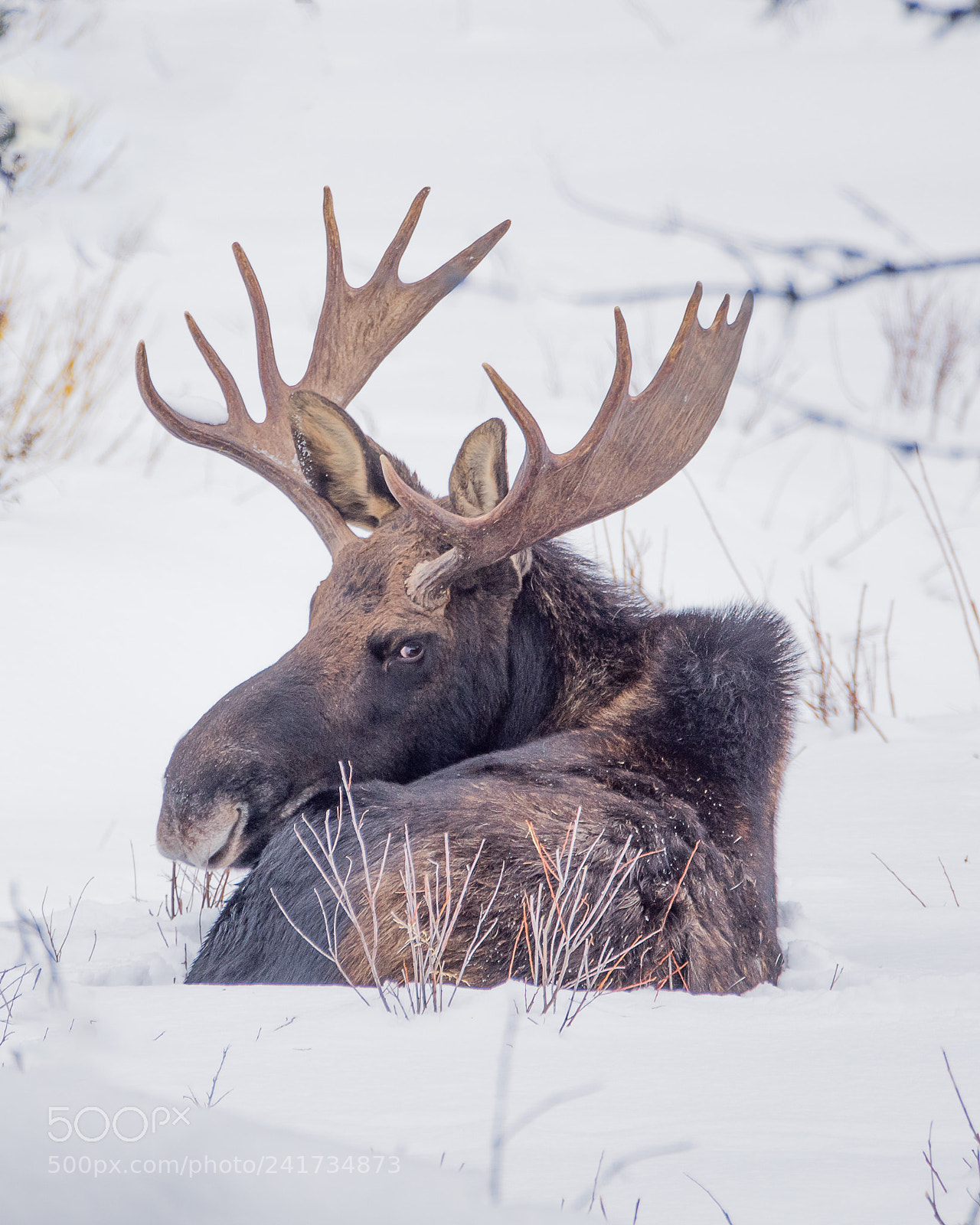 Nikon D810 sample photo. The moose photography