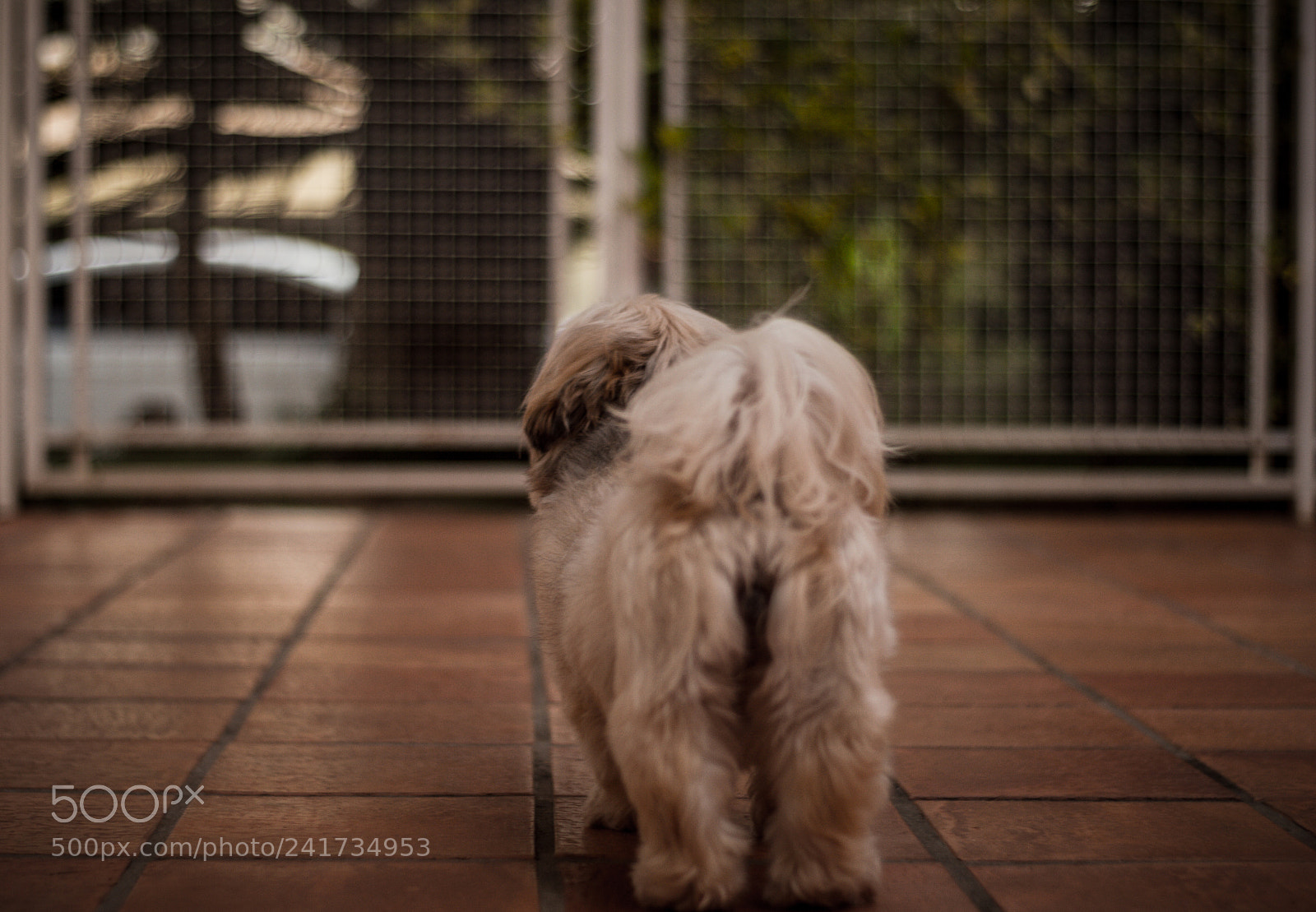 Nikon D3200 sample photo. Dog paparazzi photography
