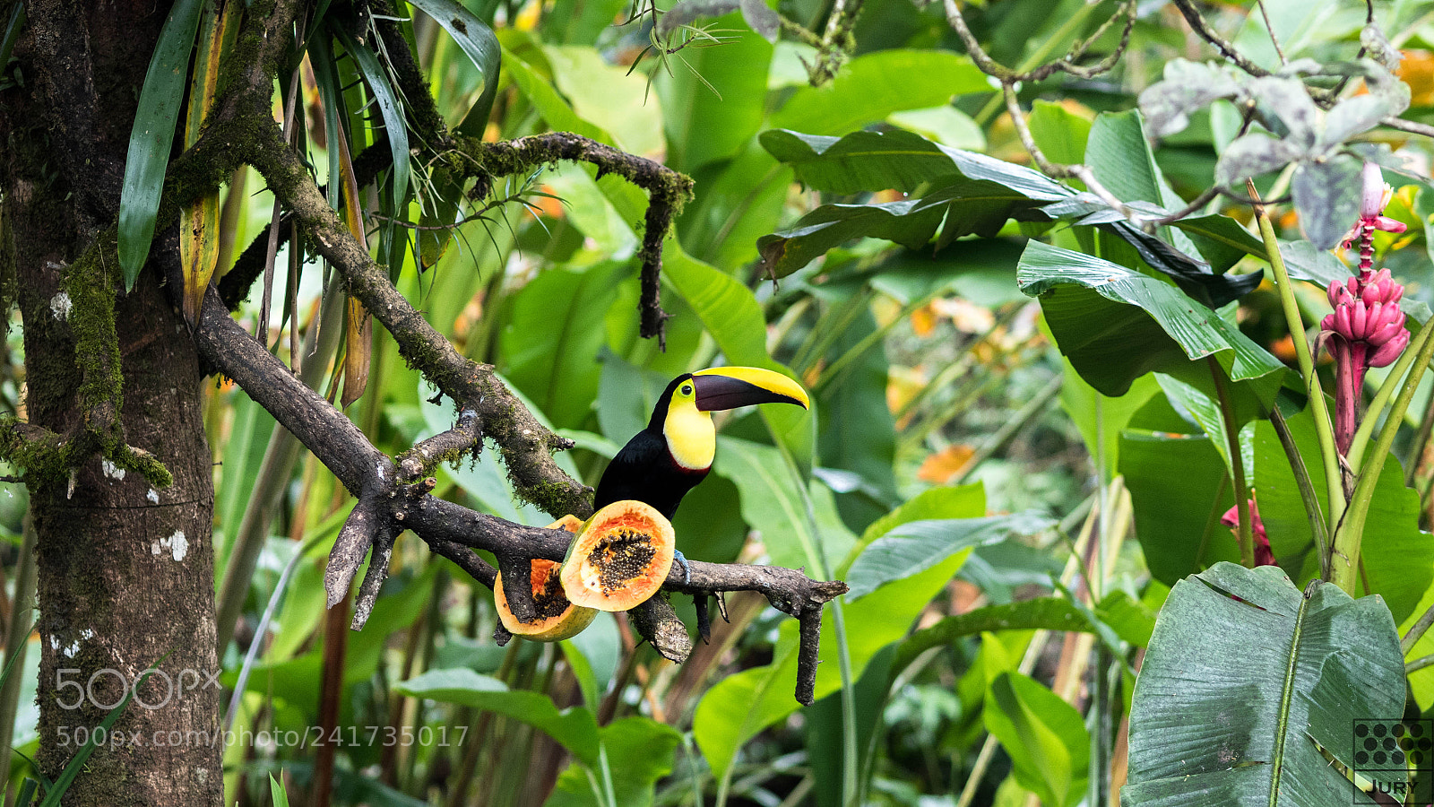 Olympus OM-D E-M5 II sample photo. Toucan photography