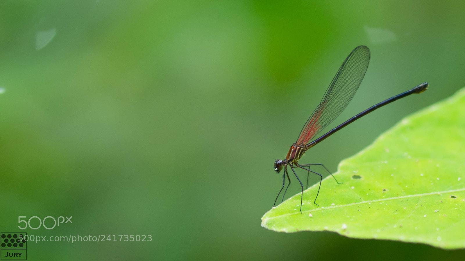 Olympus OM-D E-M5 II sample photo. Dragonfly photography