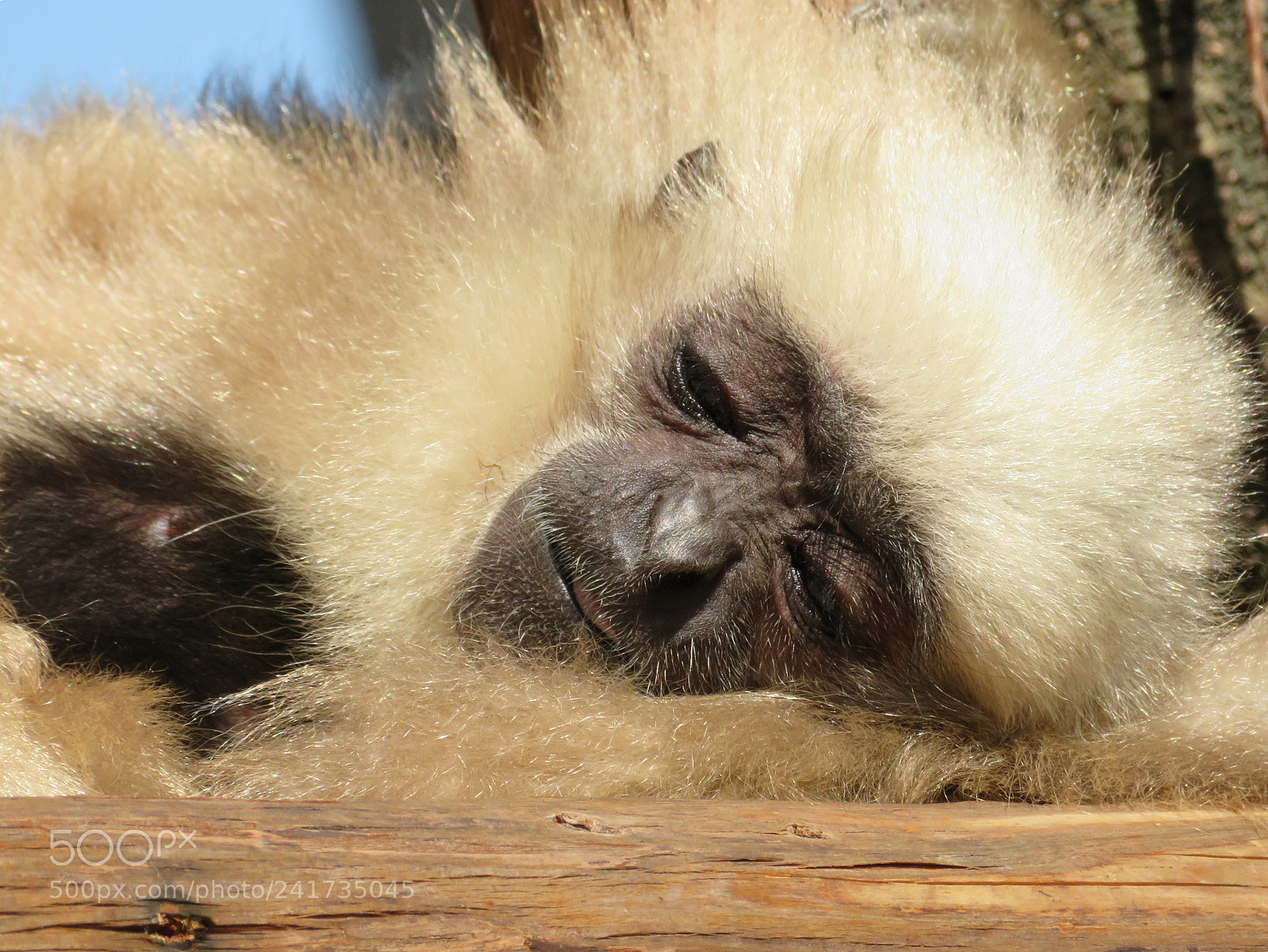 Canon PowerShot SX720 HS sample photo. White-handed gibbon photography