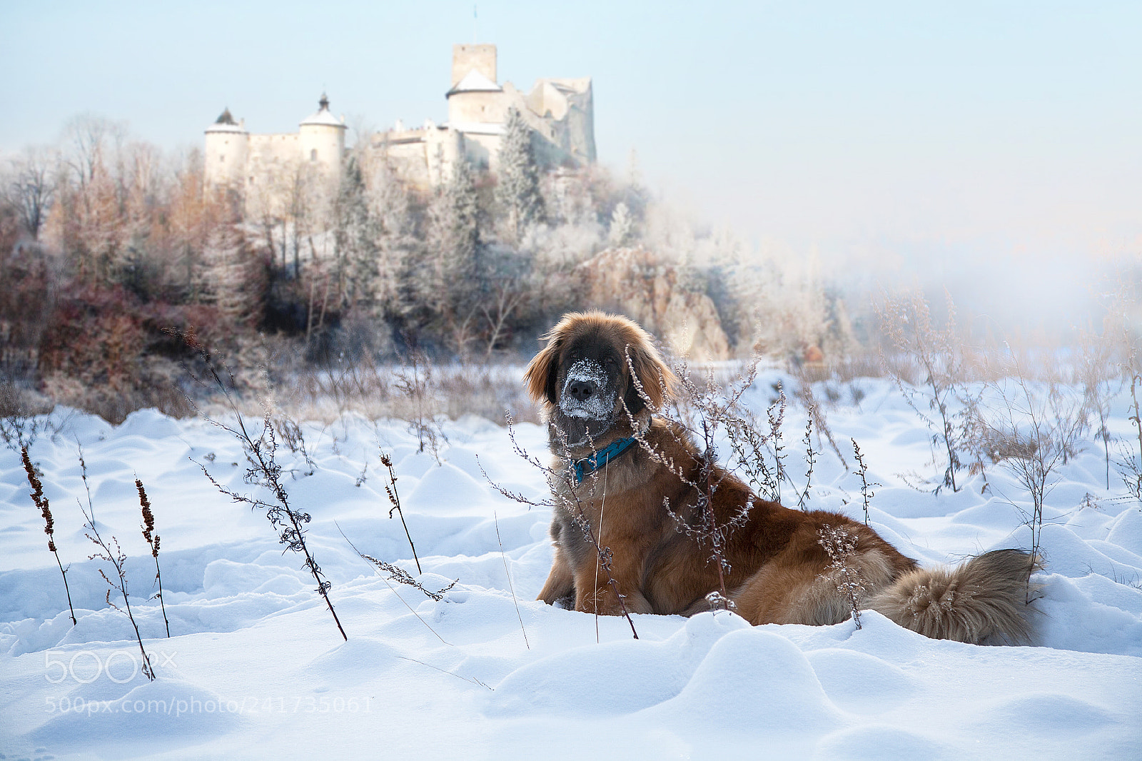 Canon EOS 5D sample photo. Shevy. leoonberger. photography