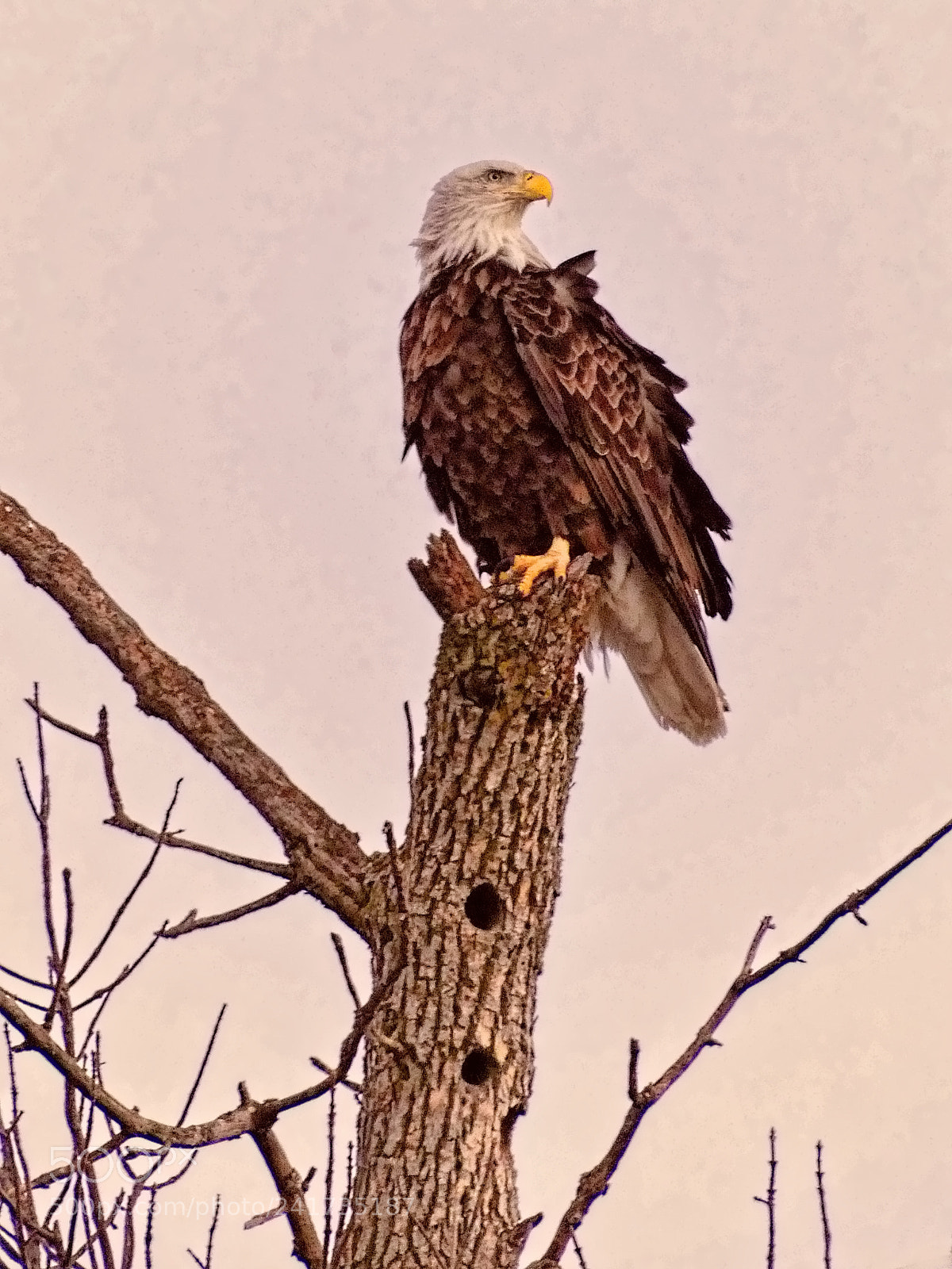 Panasonic Lumix DMC-FZ300 sample photo. Eagle photography