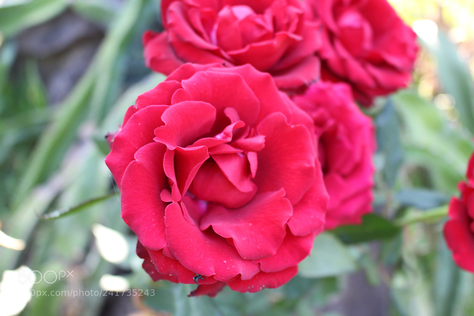 Canon EOS 700D (EOS Rebel T5i / EOS Kiss X7i) sample photo. Img photography