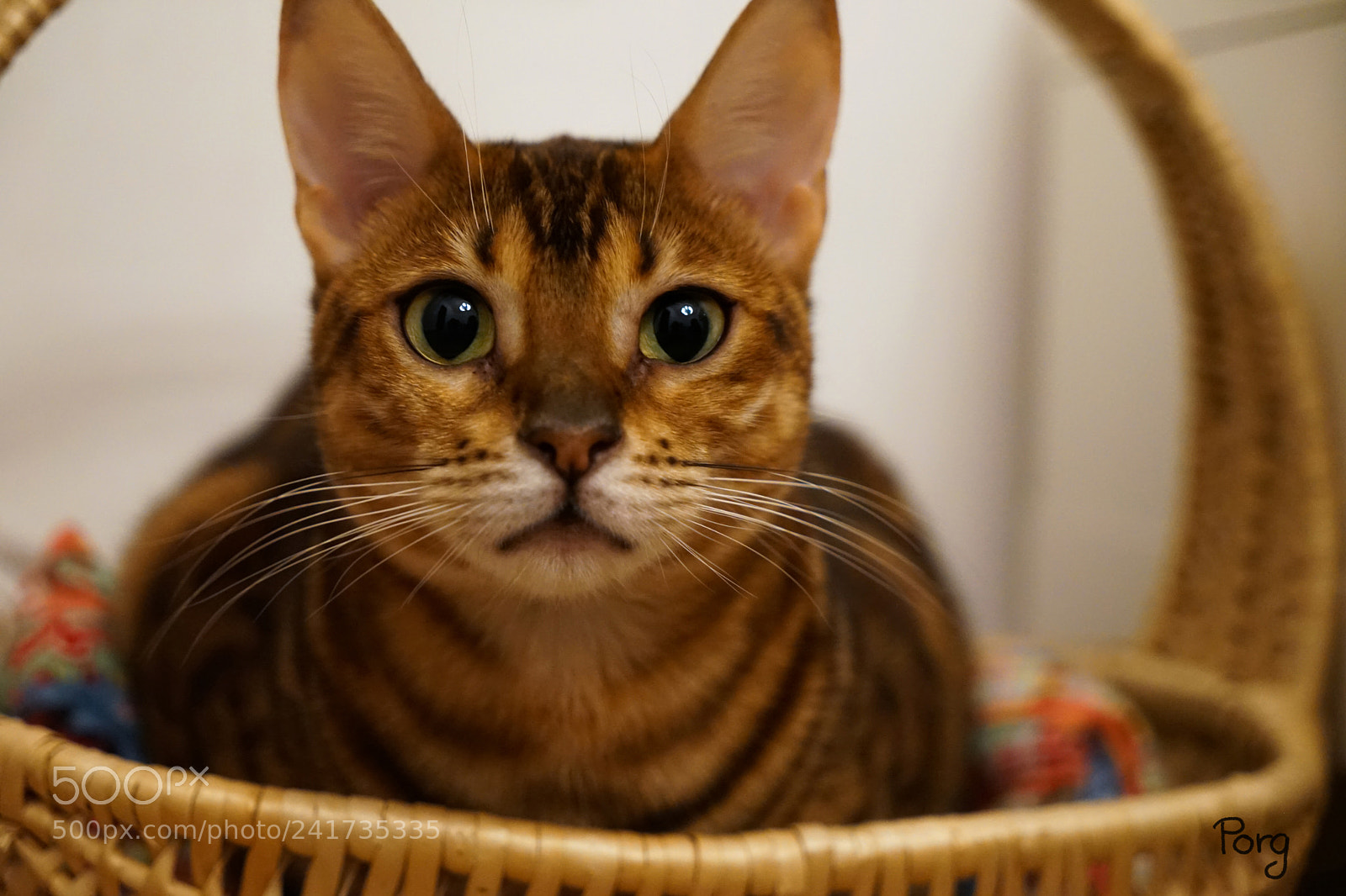 Sony a7 II sample photo. Tunnel vision photography