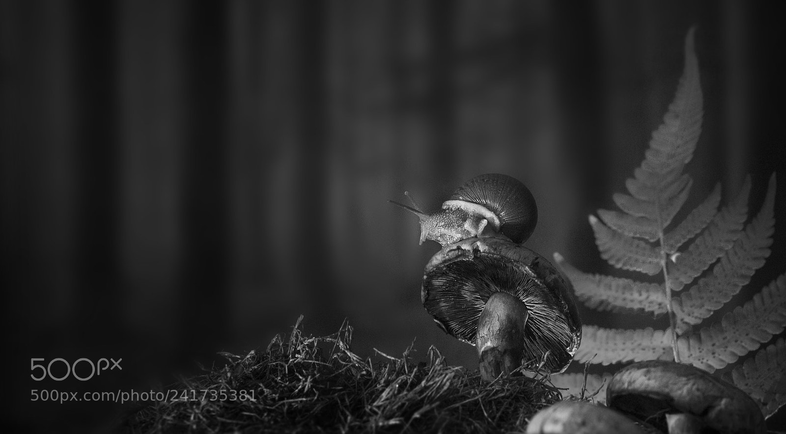 Canon EOS 600D (Rebel EOS T3i / EOS Kiss X5) sample photo. The lonely snail photography
