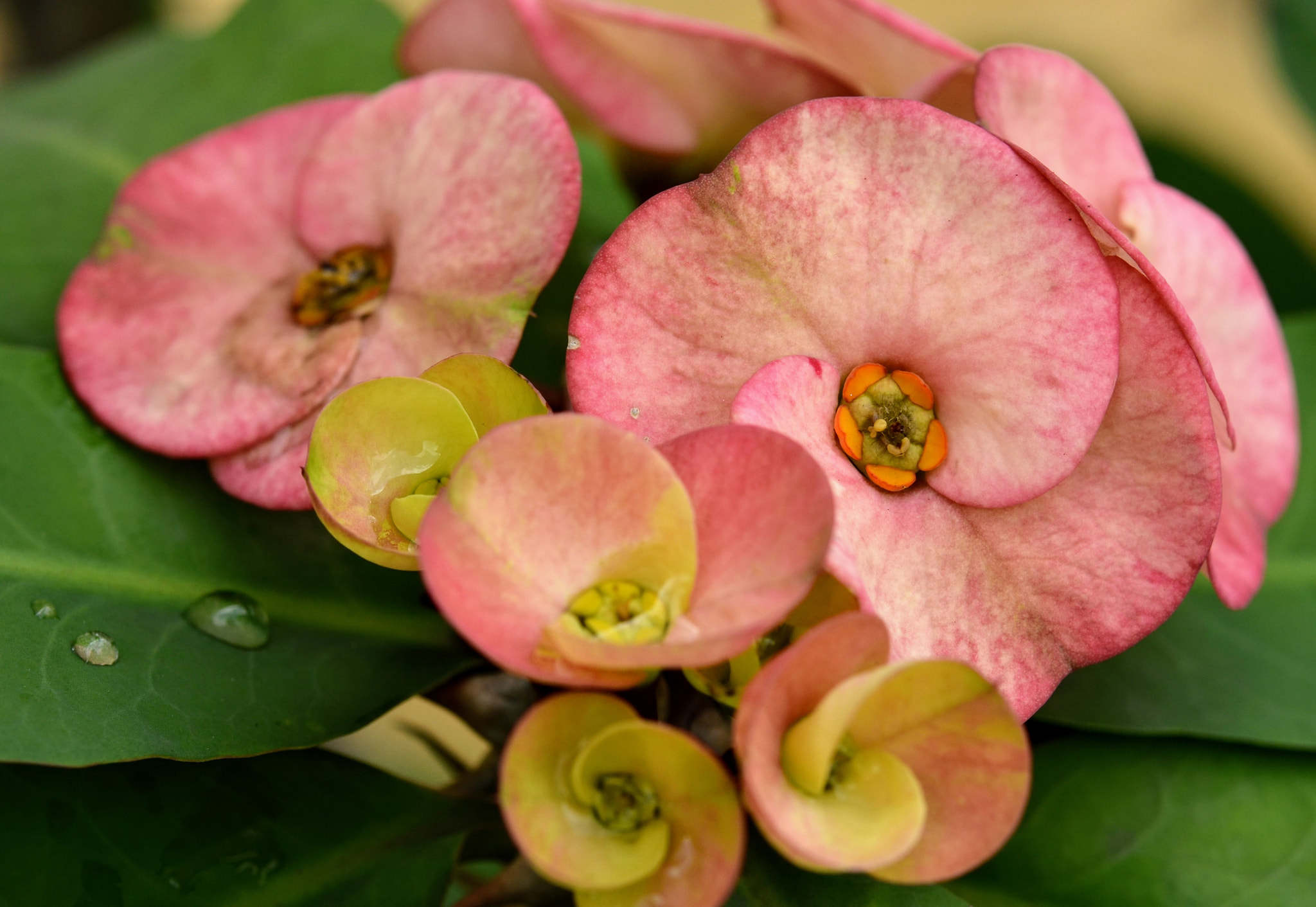 Nikon AF-S Micro-Nikkor 60mm F2.8G ED sample photo