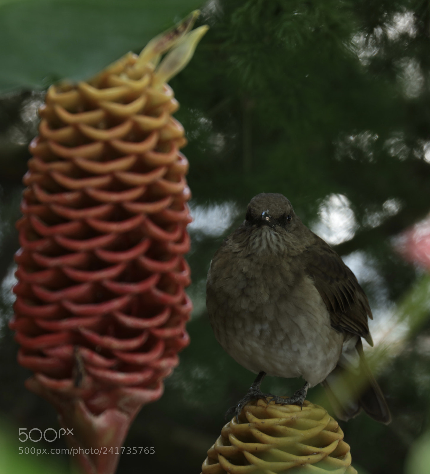 Canon EOS 5DS R sample photo. El p jaro solitario photography