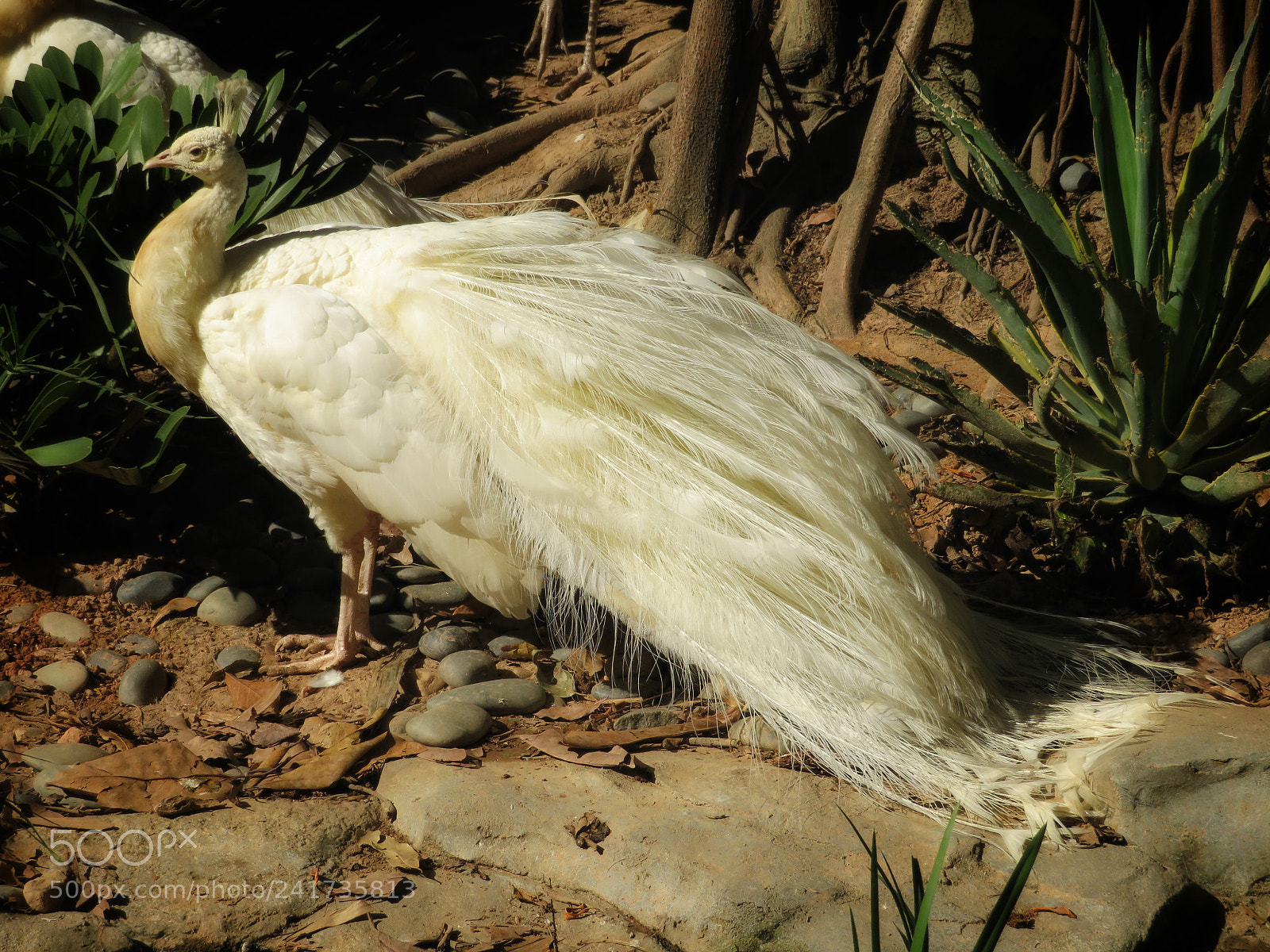 Canon PowerShot SX720 HS sample photo. White peacock photography