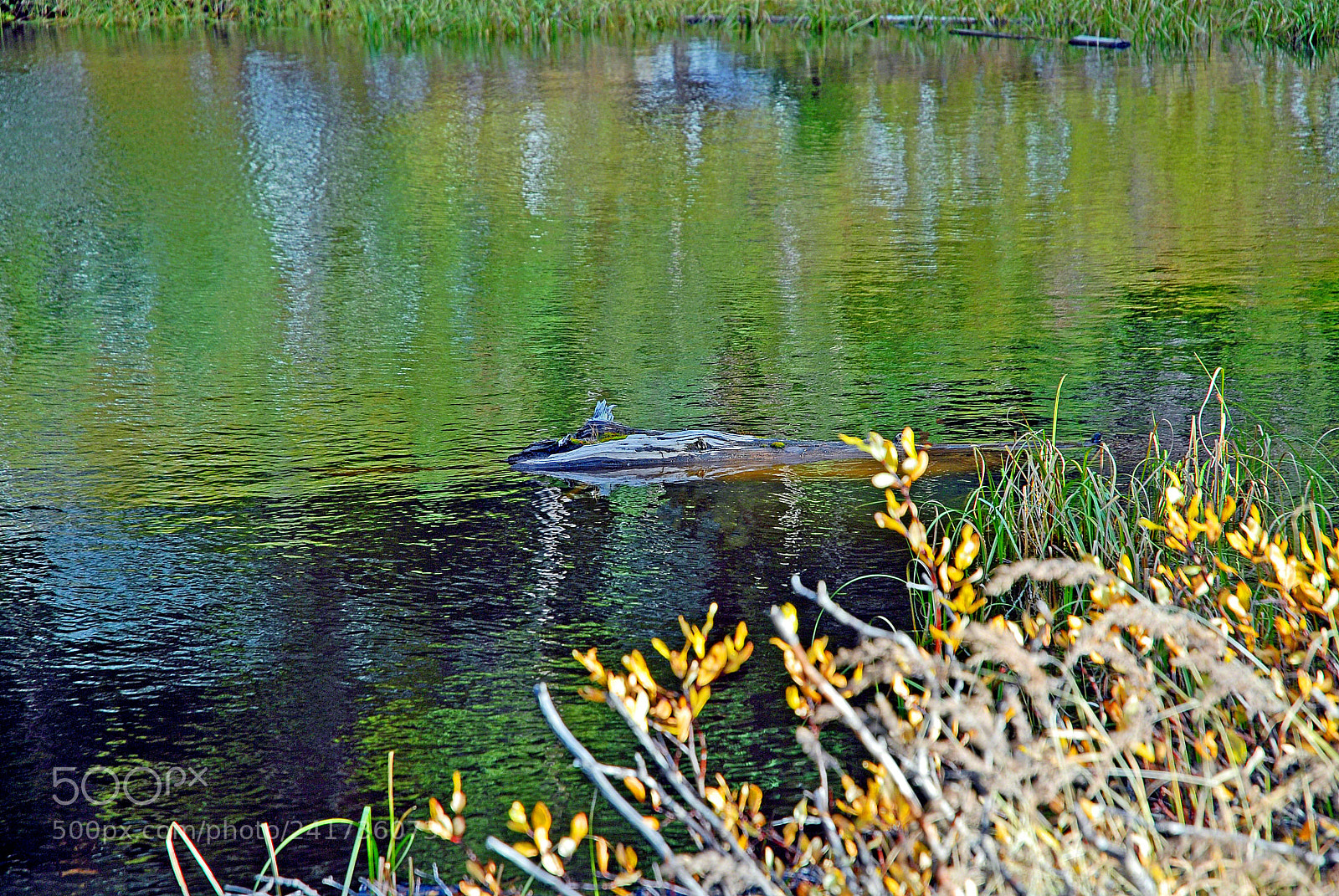 Nikon D200 sample photo. Lake irene in autumn photography
