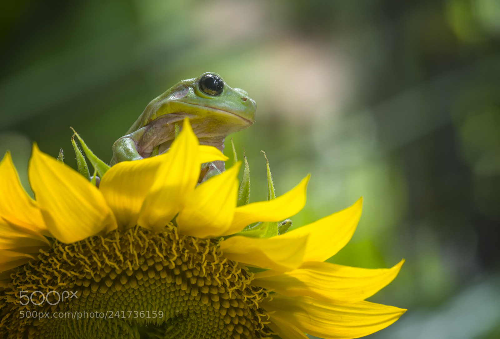 Nikon D800 sample photo. Flog, flower, sunflower, sun photography