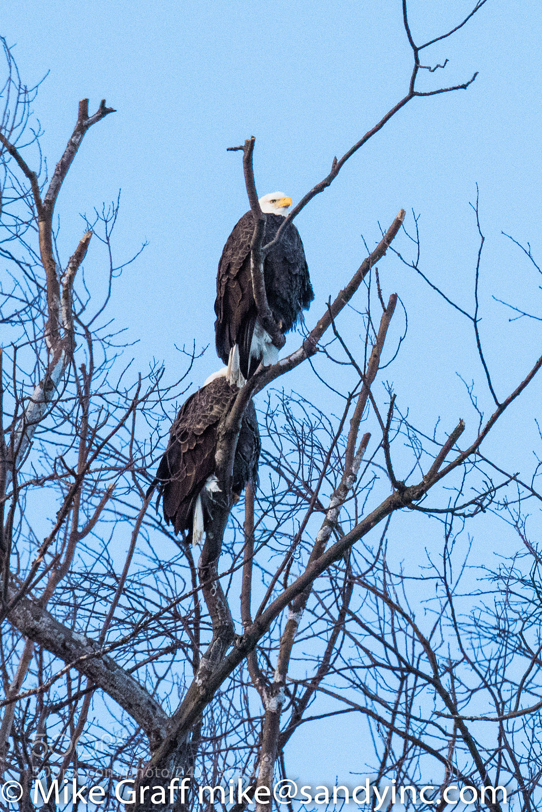 Nikon D810 sample photo. Eagles stacked photography