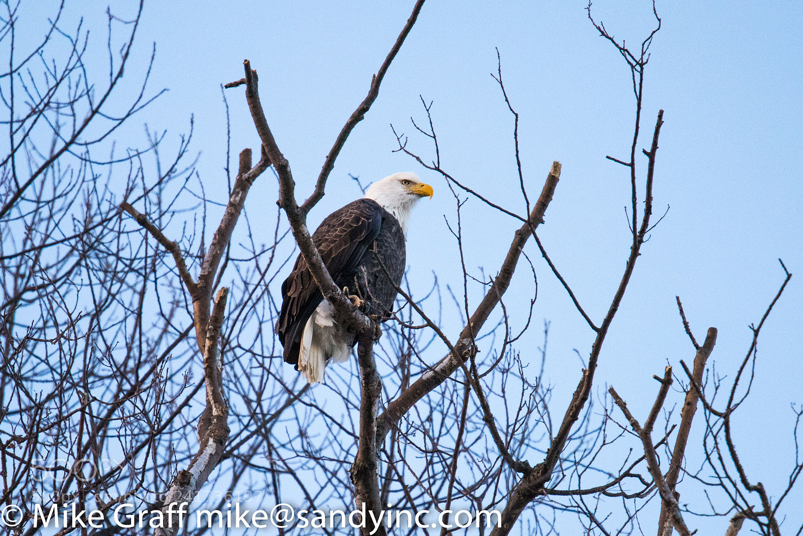 Nikon D810 sample photo. Eagle photography