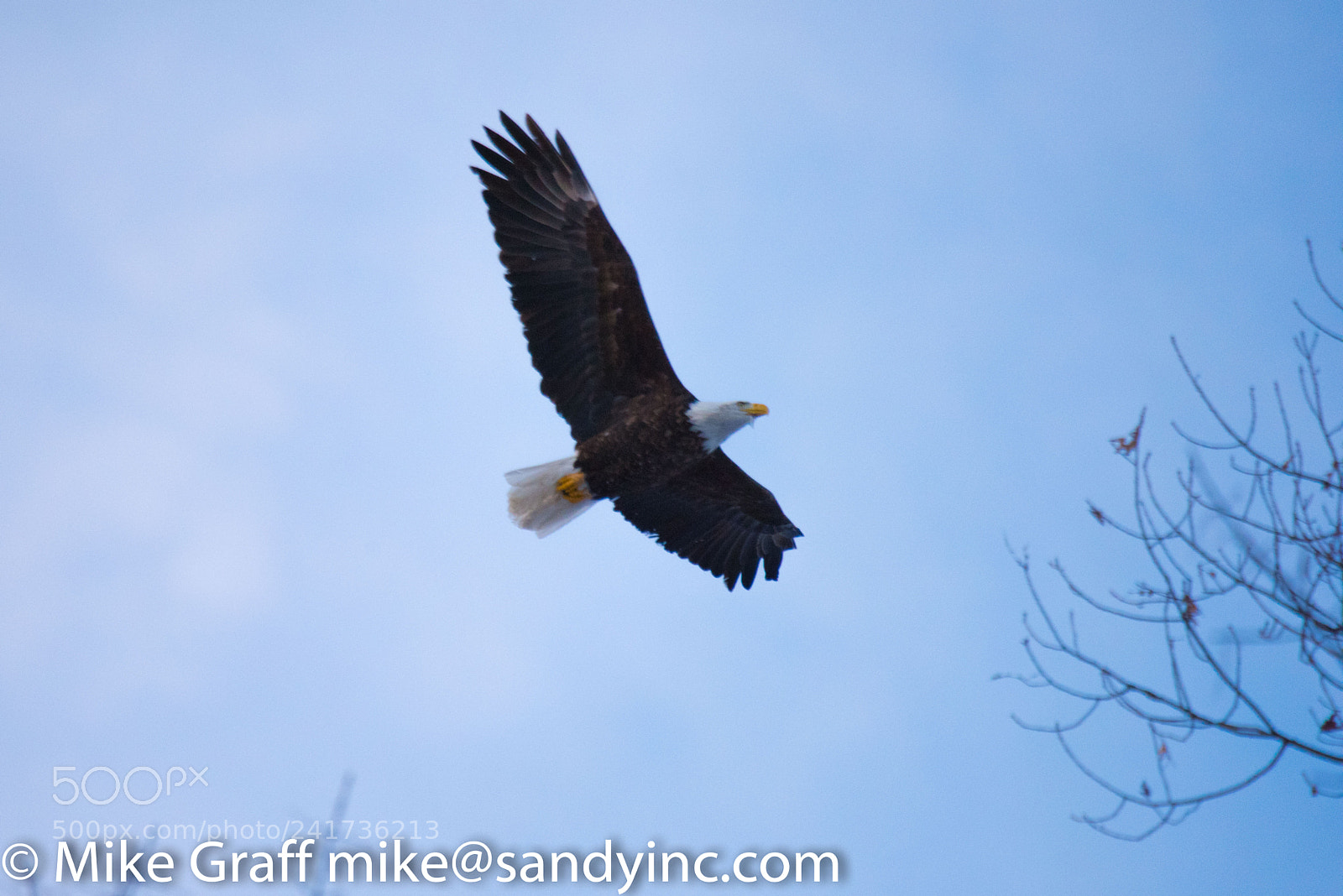 Nikon D810 sample photo. Eagle flying photography