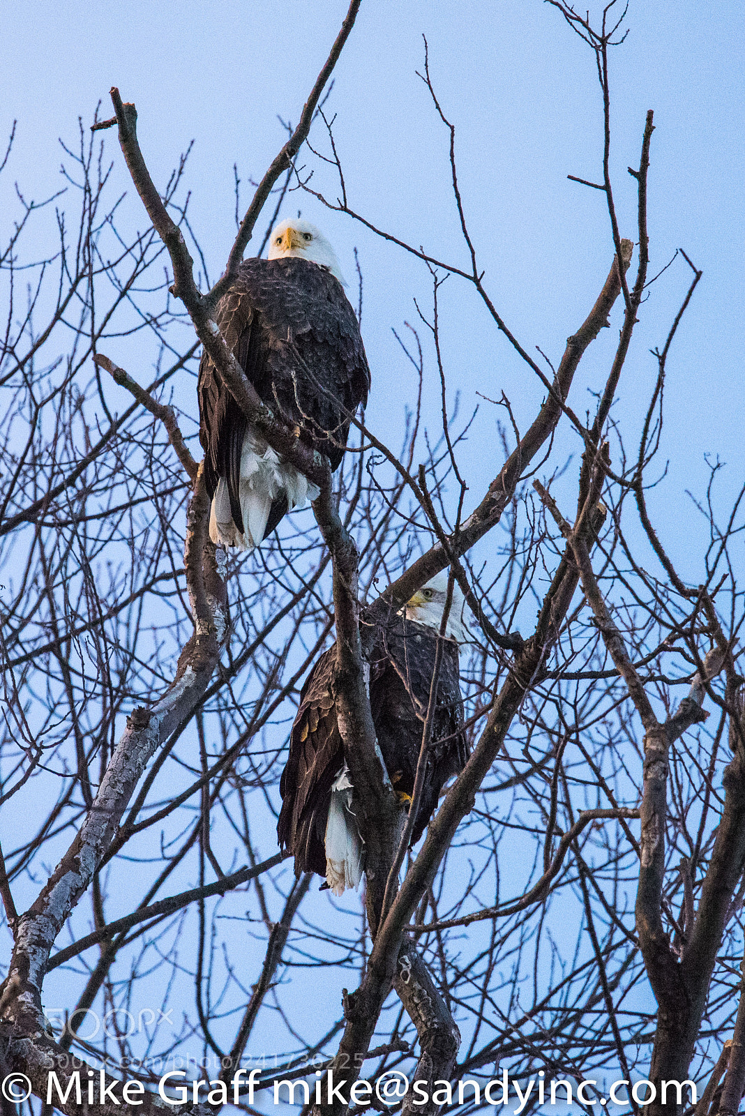 Nikon D810 sample photo. Eagles photography