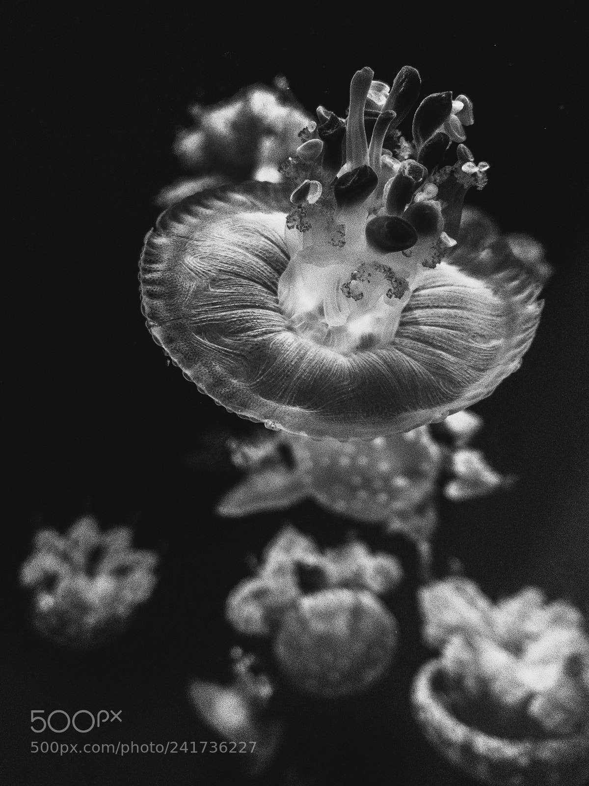 Apple iPhone 7 Plus sample photo. Jelly mushroom photography