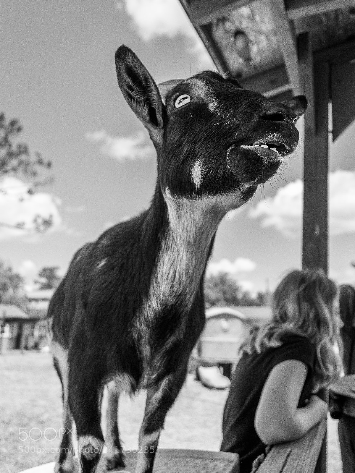 Nikon D3200 sample photo. Goat photography