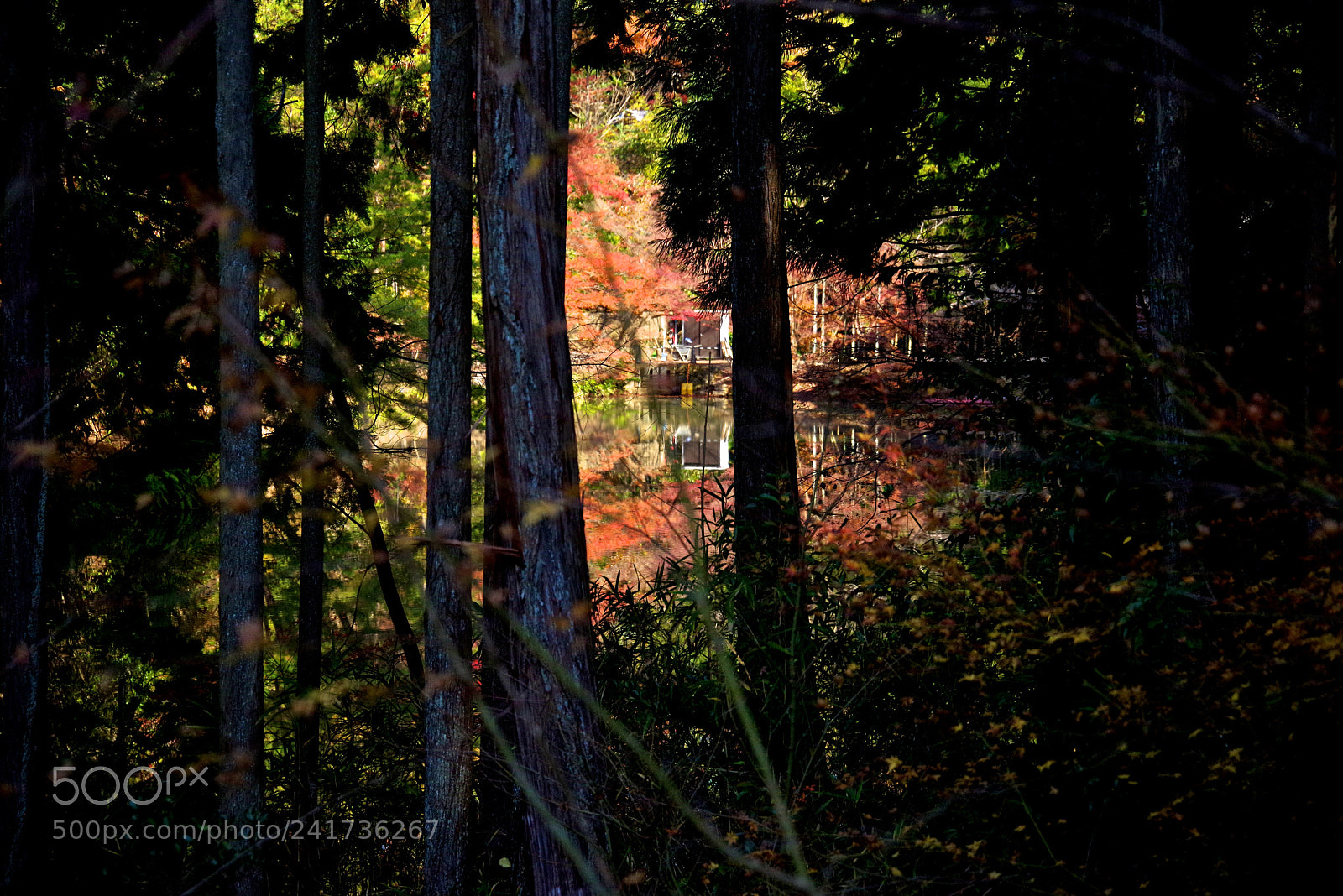 Pentax K-1 sample photo. Autumn leaves in the photography