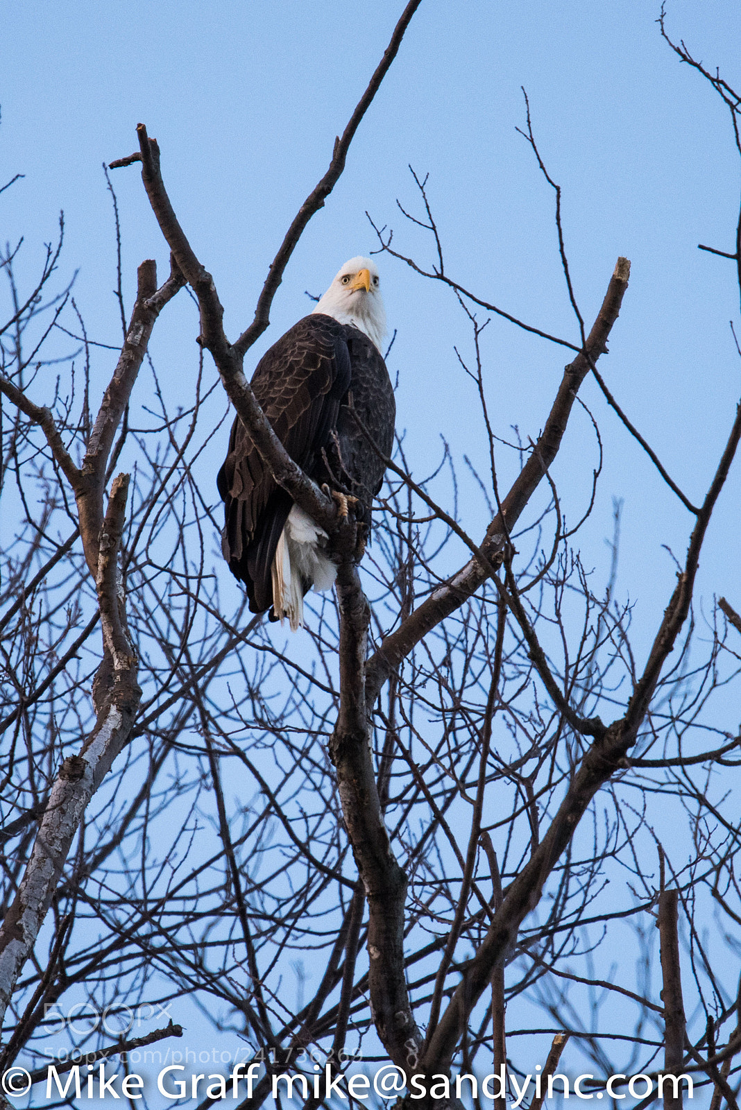 Nikon D810 sample photo. Eagle looking photography