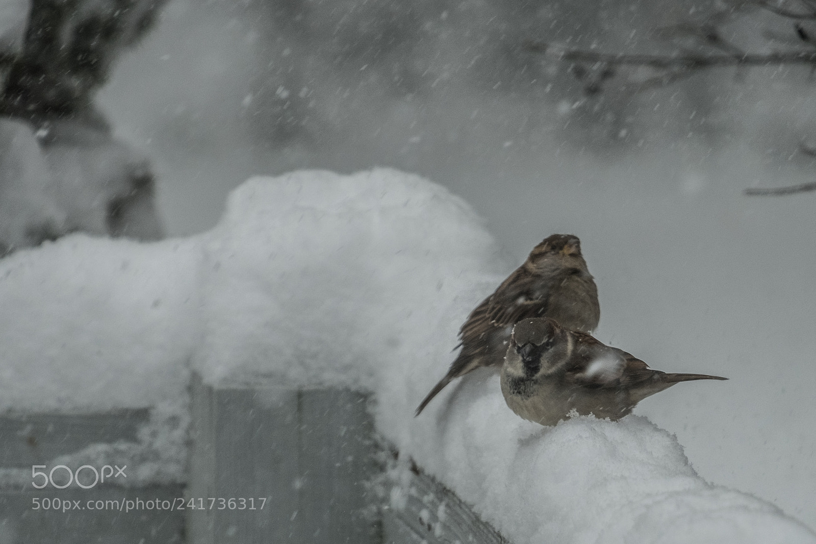 Fujifilm X-T20 sample photo. Two little birds in photography