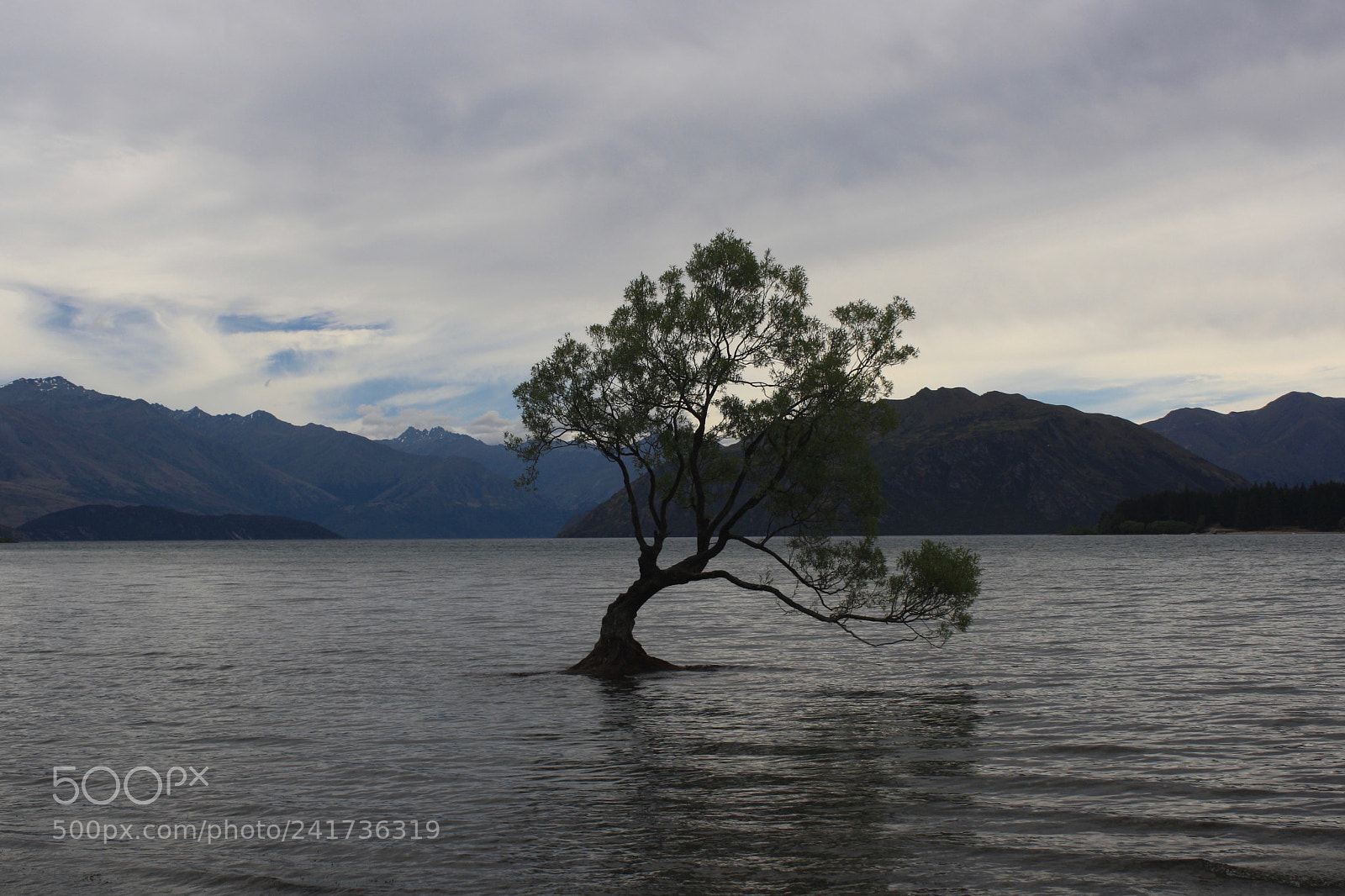 Canon EOS 1000D (EOS Digital Rebel XS / EOS Kiss F) sample photo. Wanaka tree photography