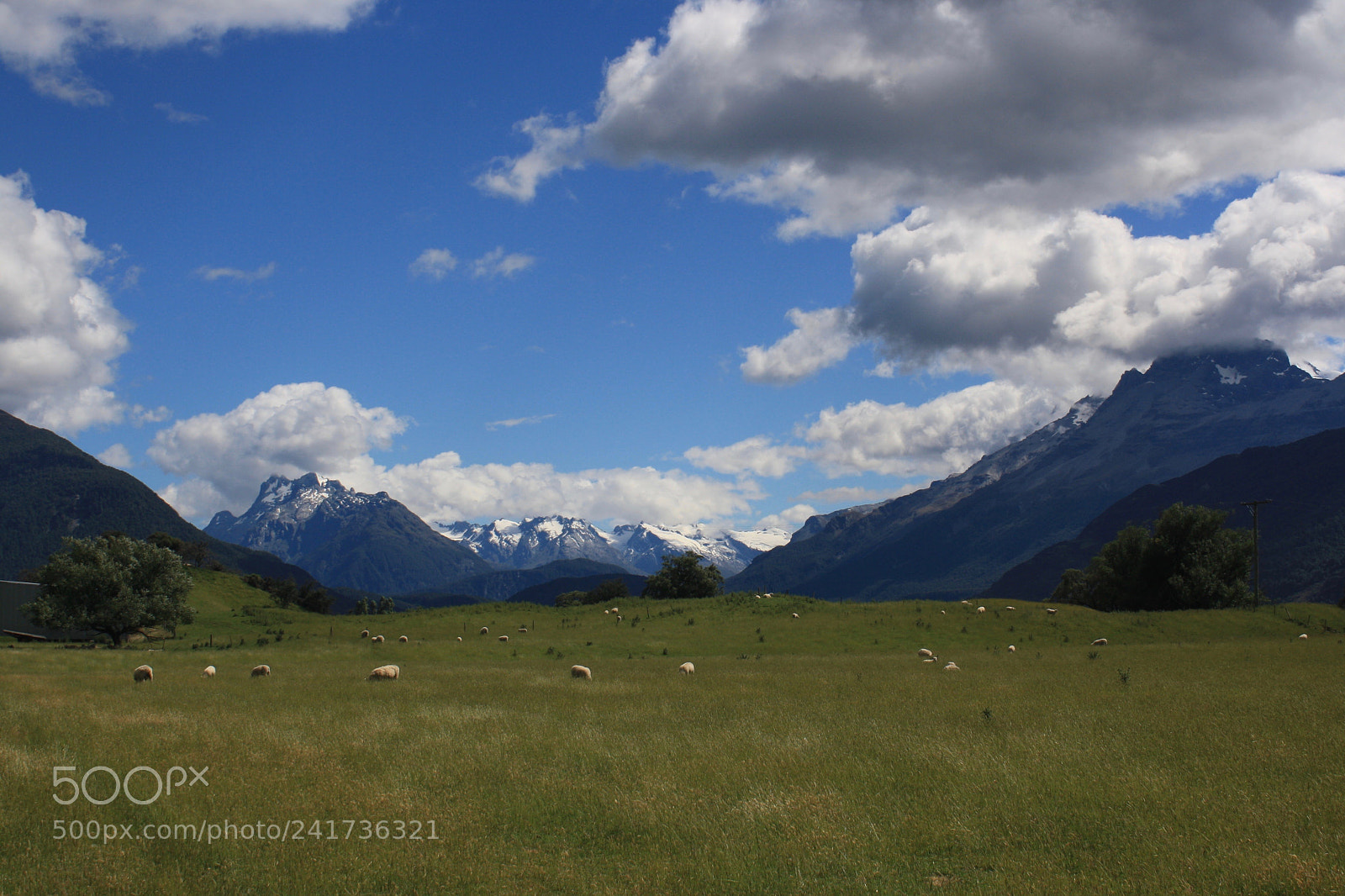 Canon EOS 1000D (EOS Digital Rebel XS / EOS Kiss F) sample photo. Glenorchy sheep photography
