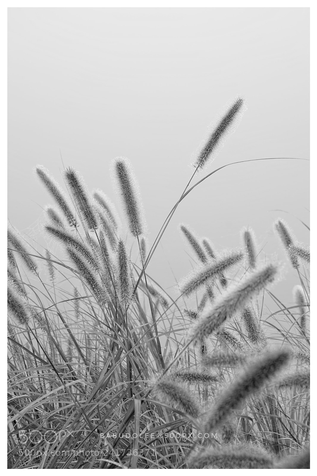 Sony a7 sample photo. Pennisetum photography