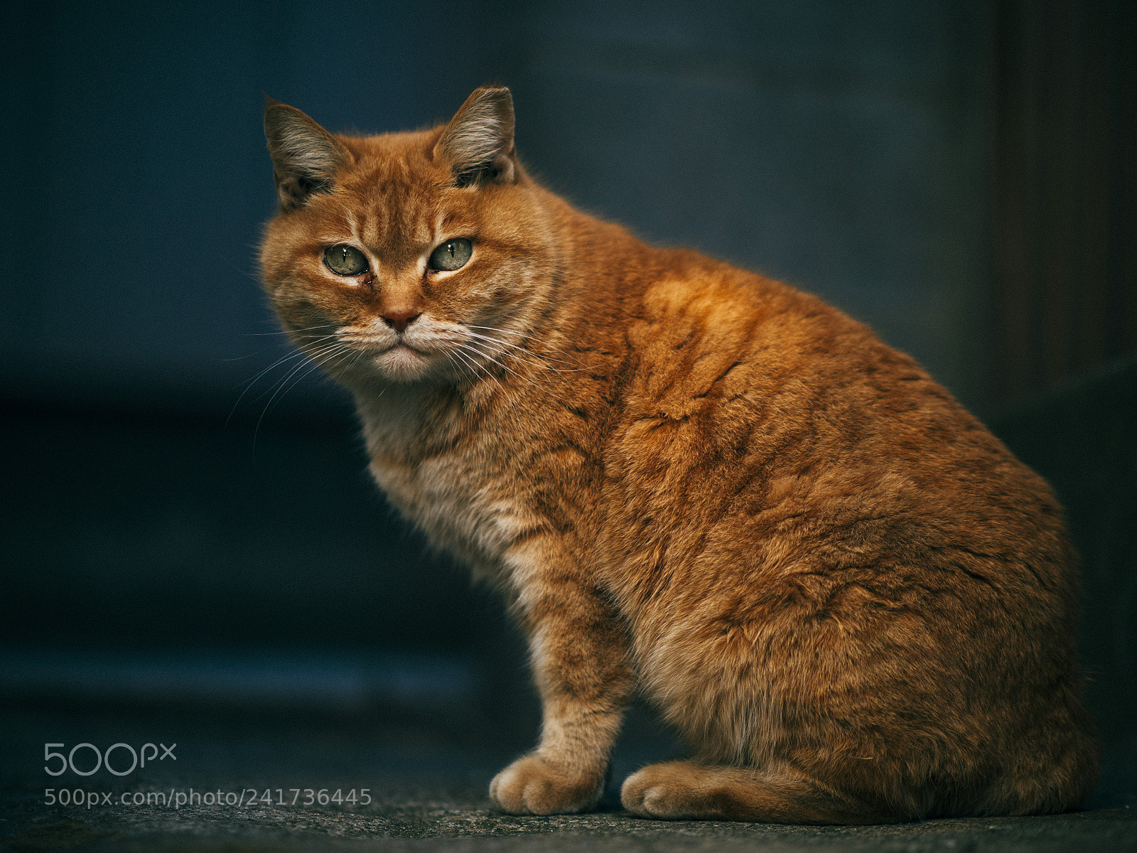 Panasonic Lumix DC-GH5 sample photo. Cat photography