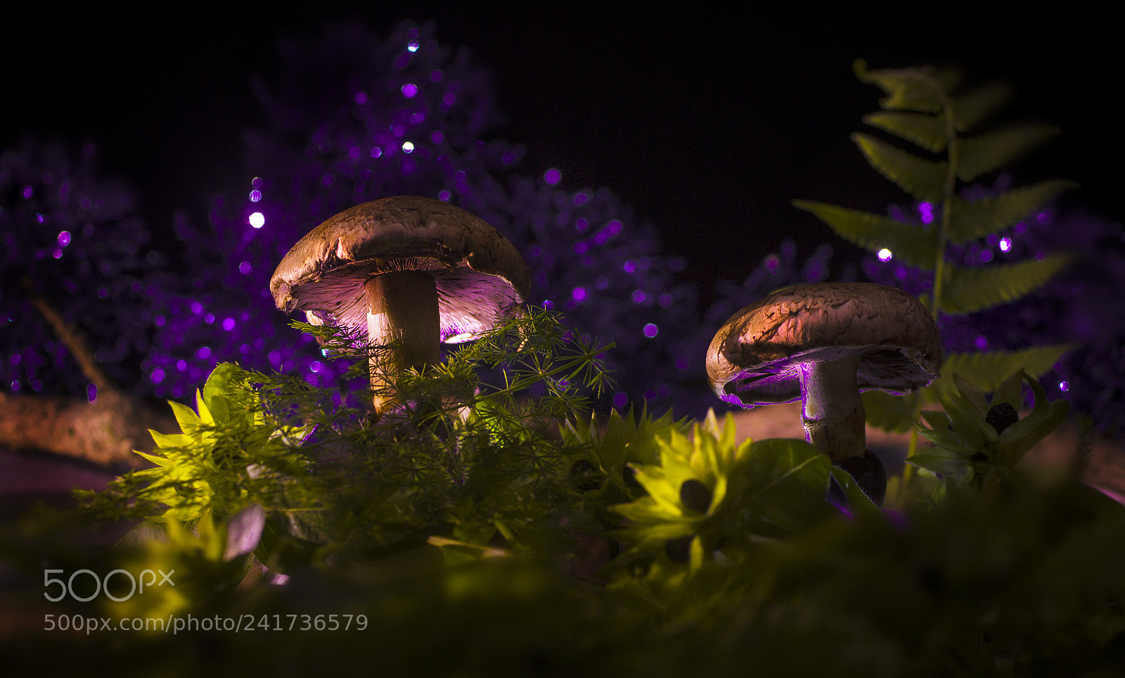 Canon EOS 600D (Rebel EOS T3i / EOS Kiss X5) sample photo. A magical night photography