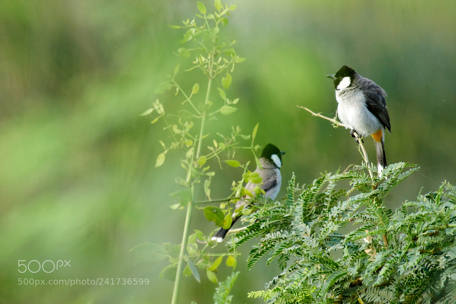 Sony ILCA-77M2 sample photo. Yellow bulbul photography