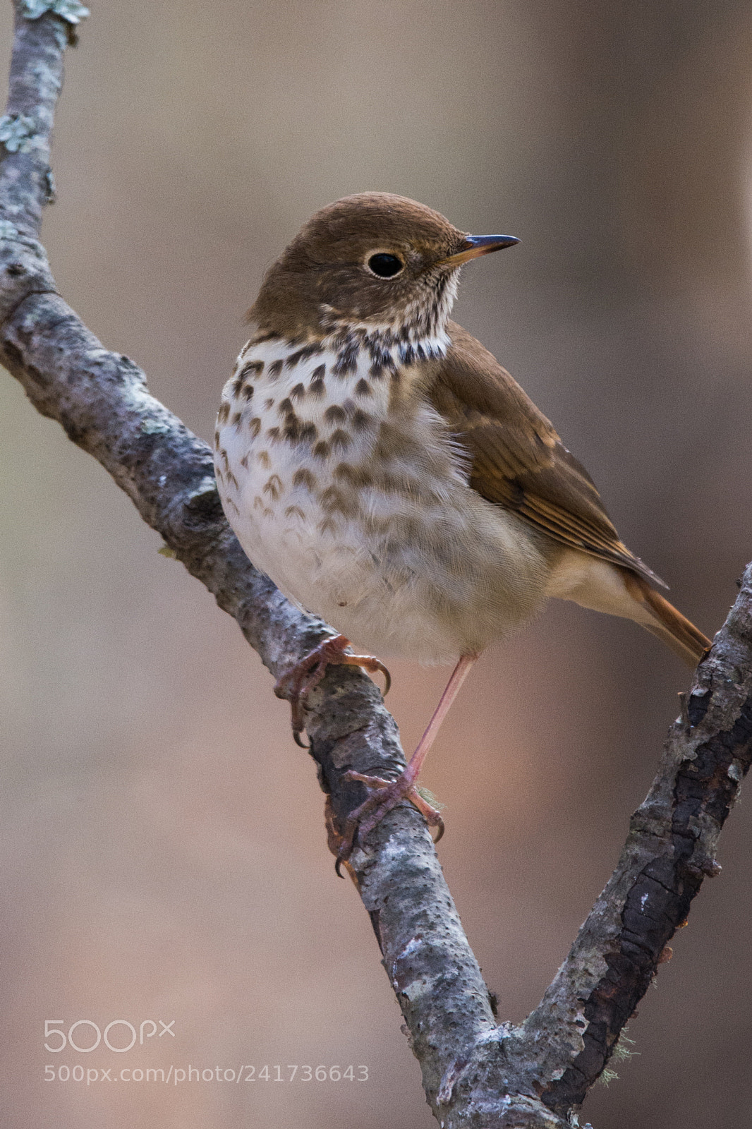 Nikon D7100 sample photo. Bird on a limb photography
