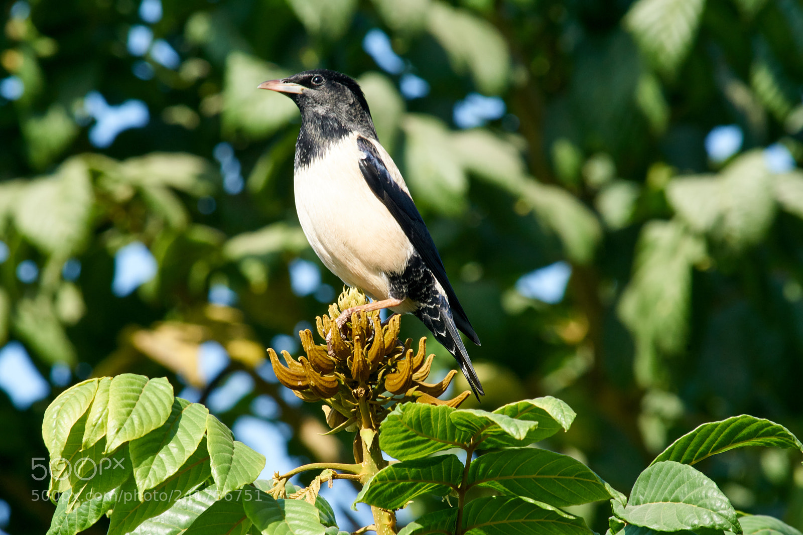Sony ILCA-77M2 sample photo. Rosy starling photography